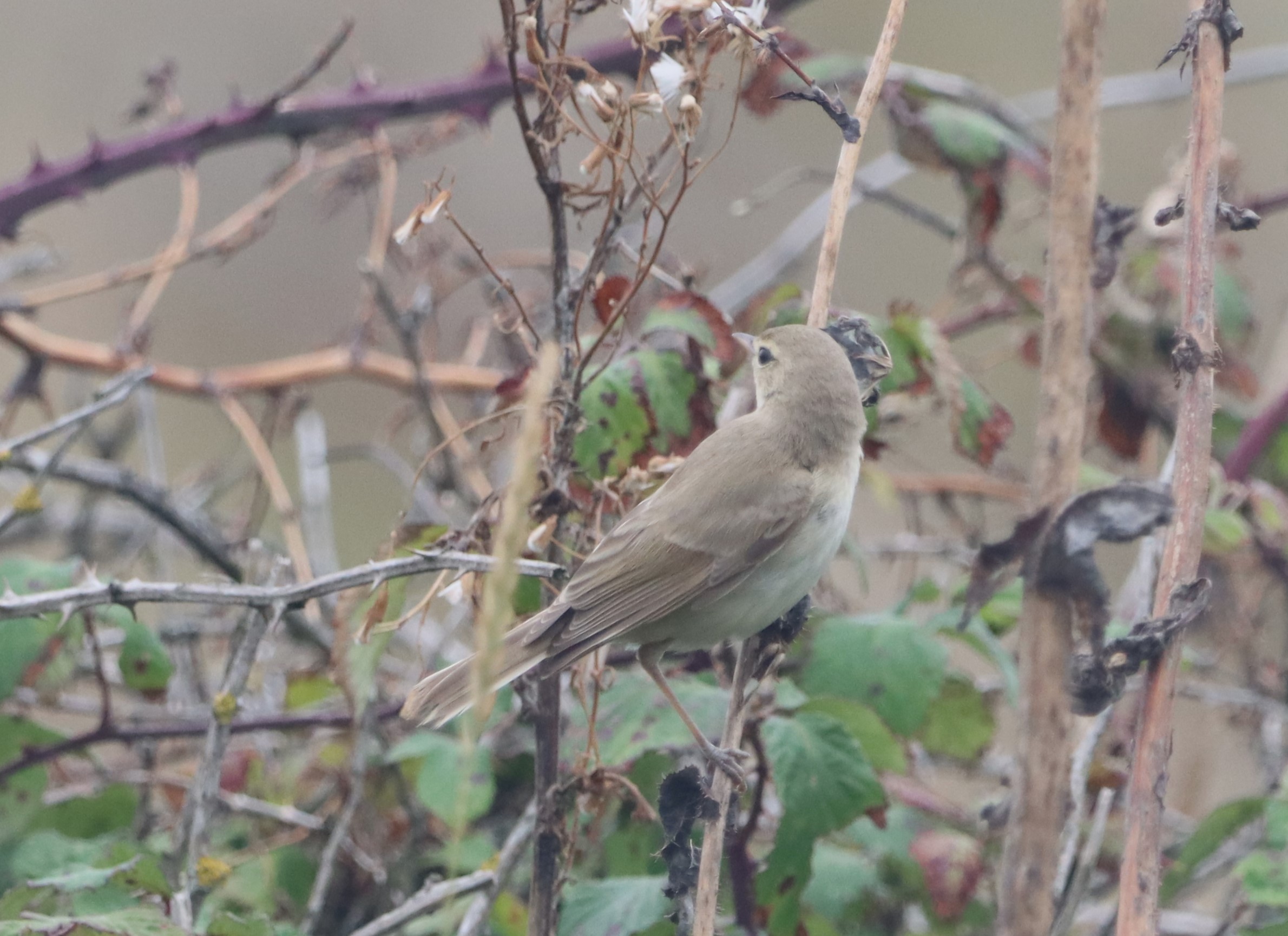 Booted Warbler - 18-08-2023