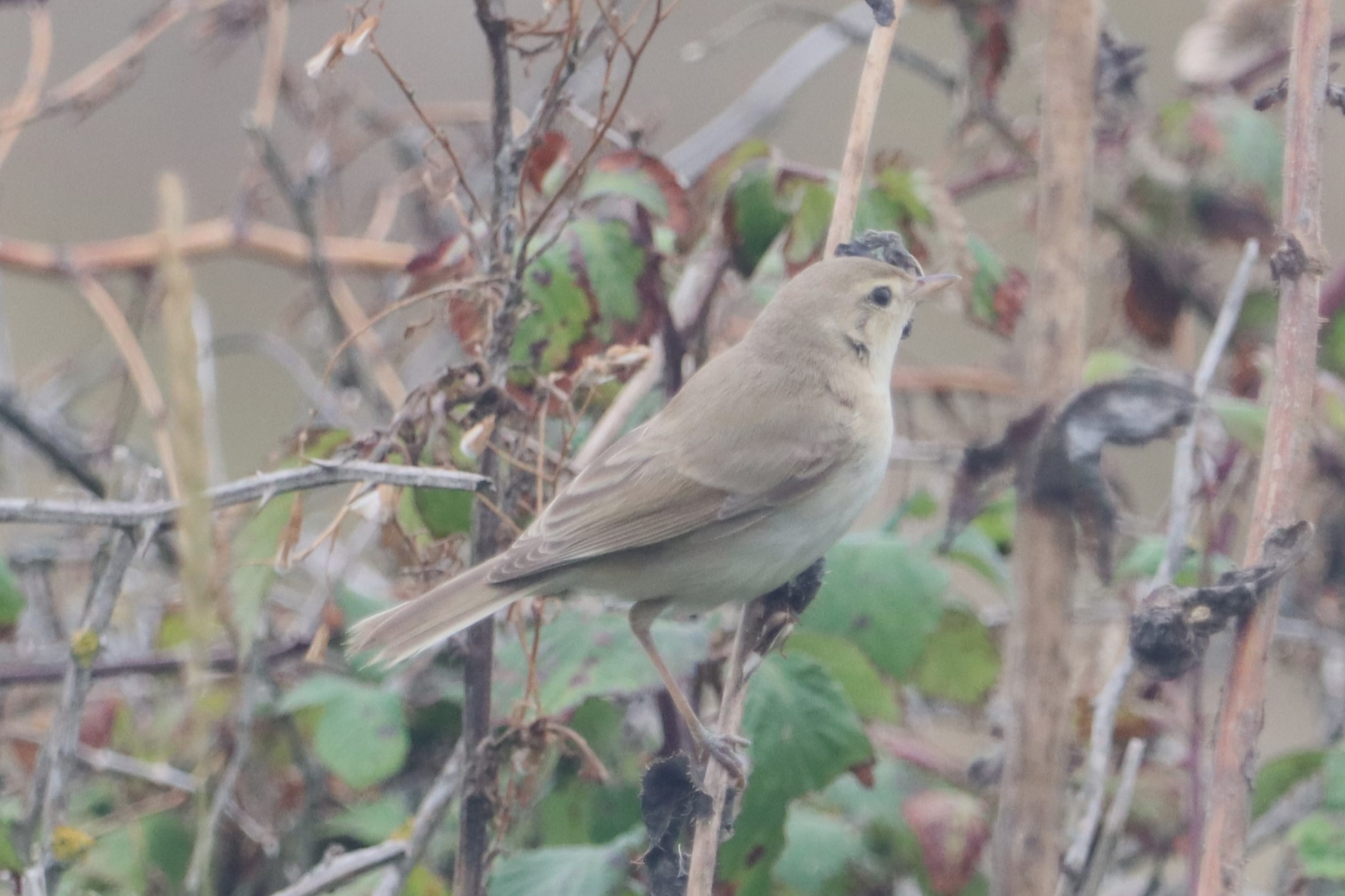 Booted Warbler - 18-08-2023