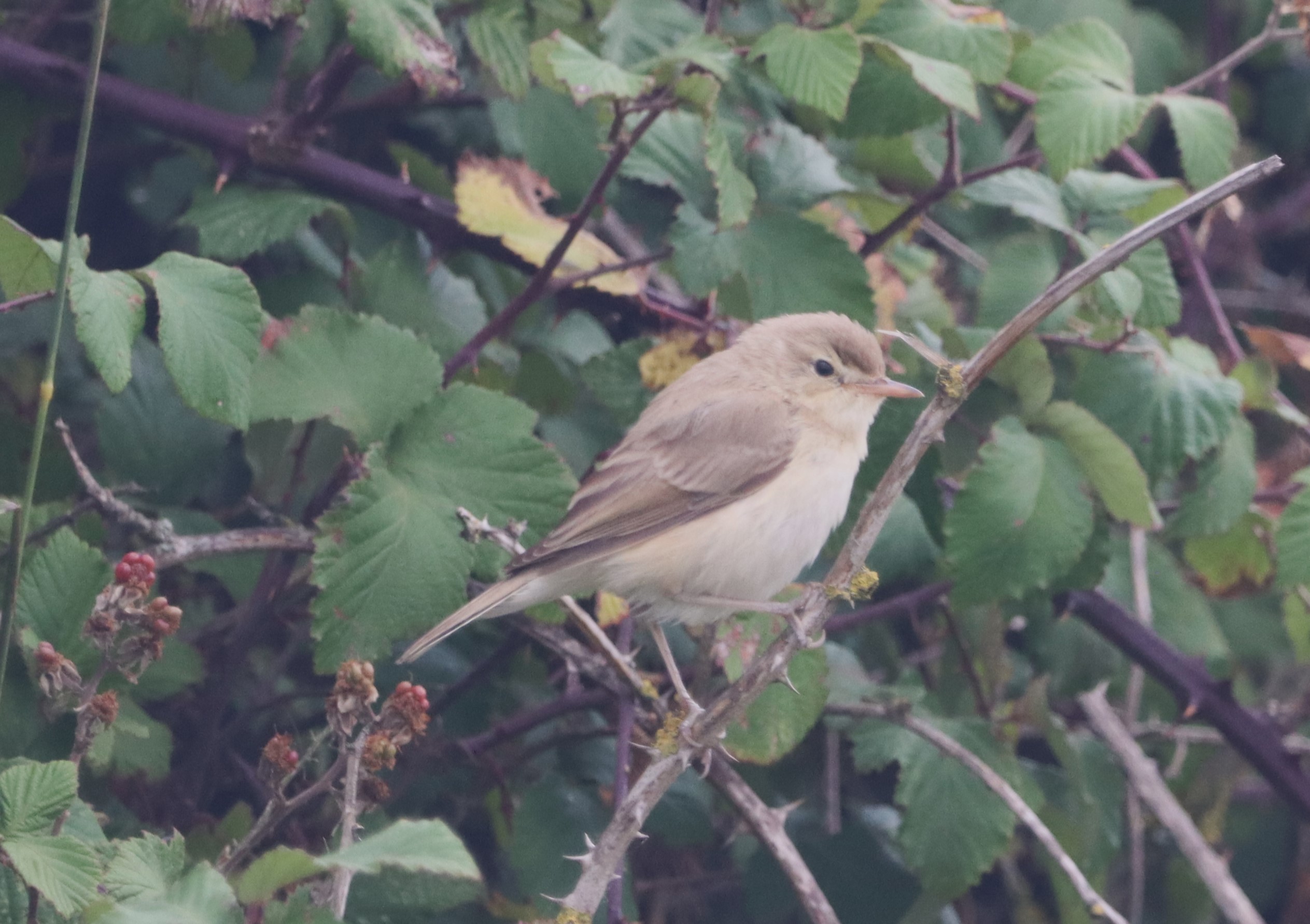 Booted Warbler - 18-08-2023