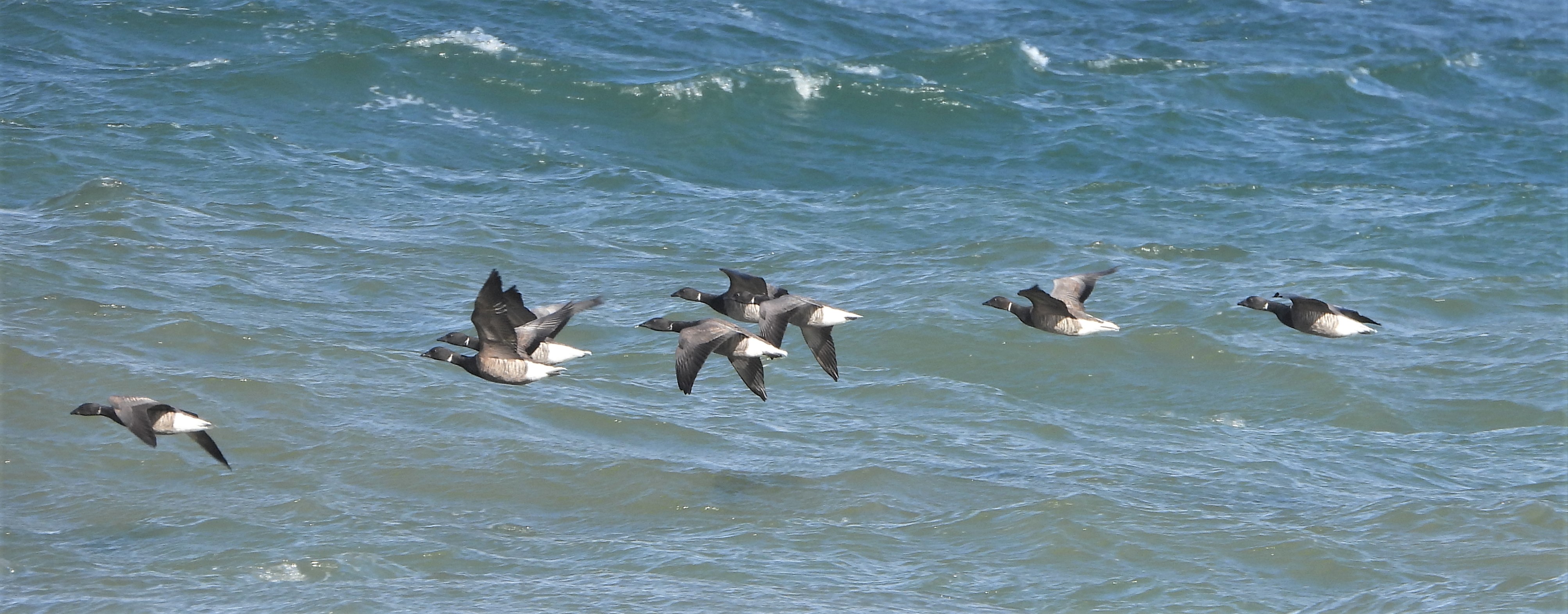 Brent Goose - 29-09-2021