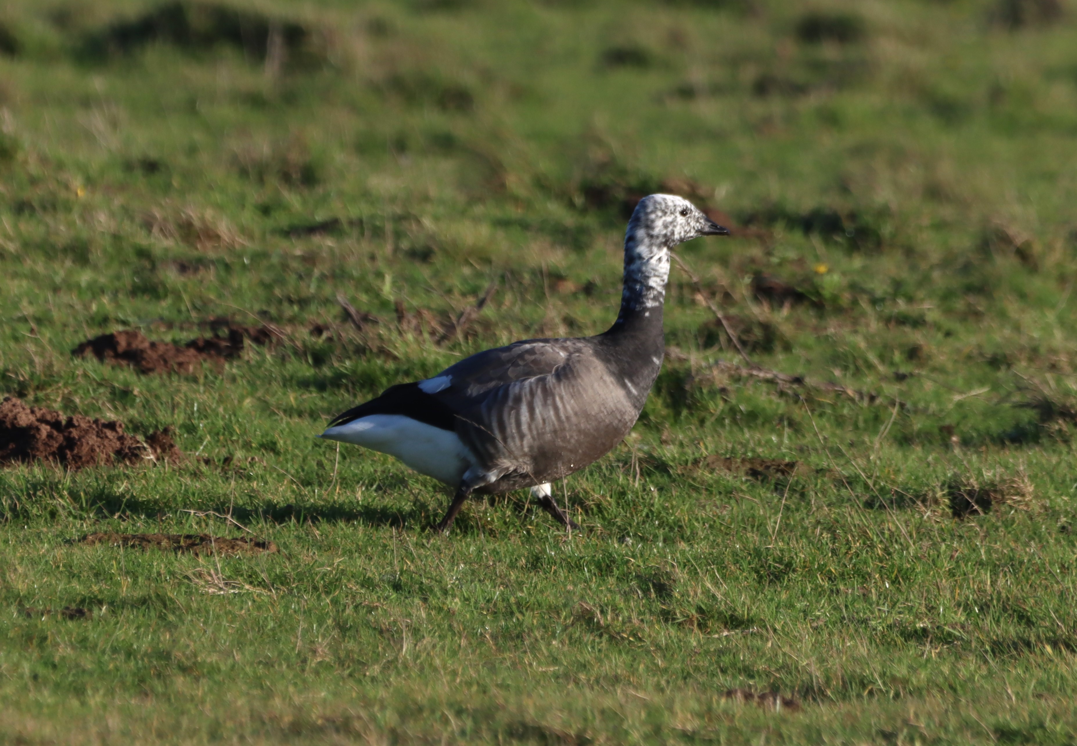 Dark-bellied Brent Goose - 02-12-2025