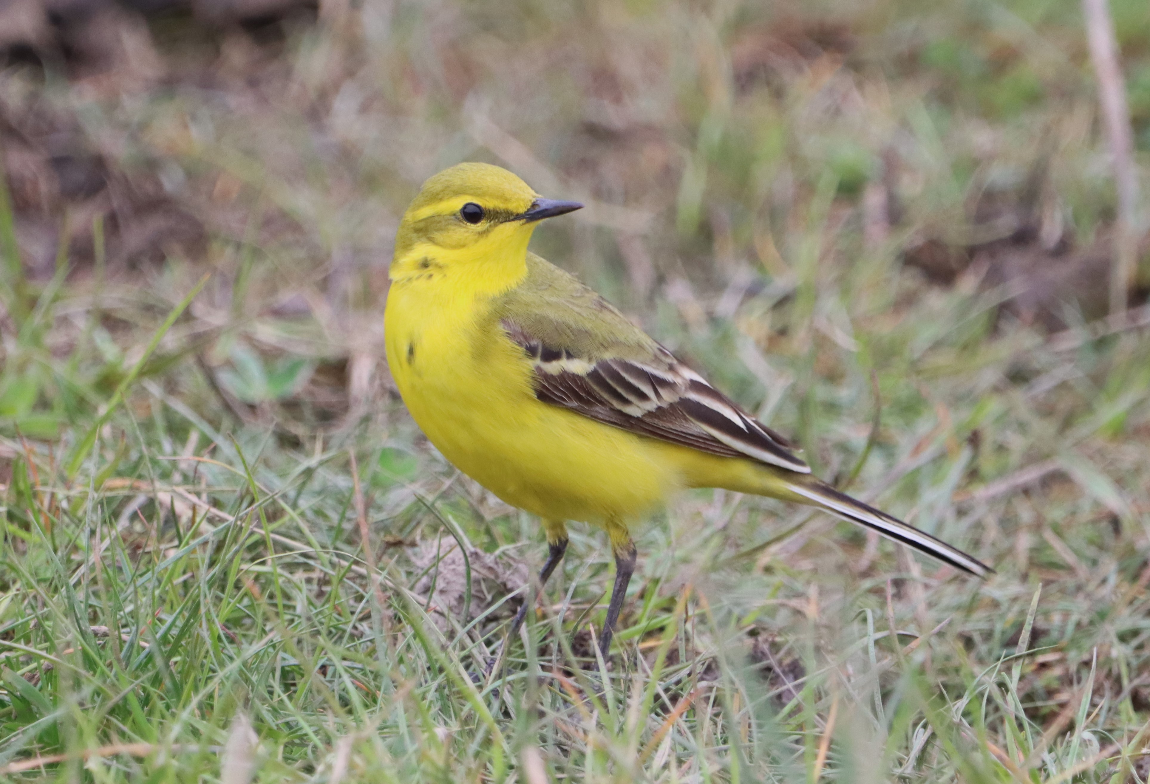 British Yellow Wagtail - 08-05-2023