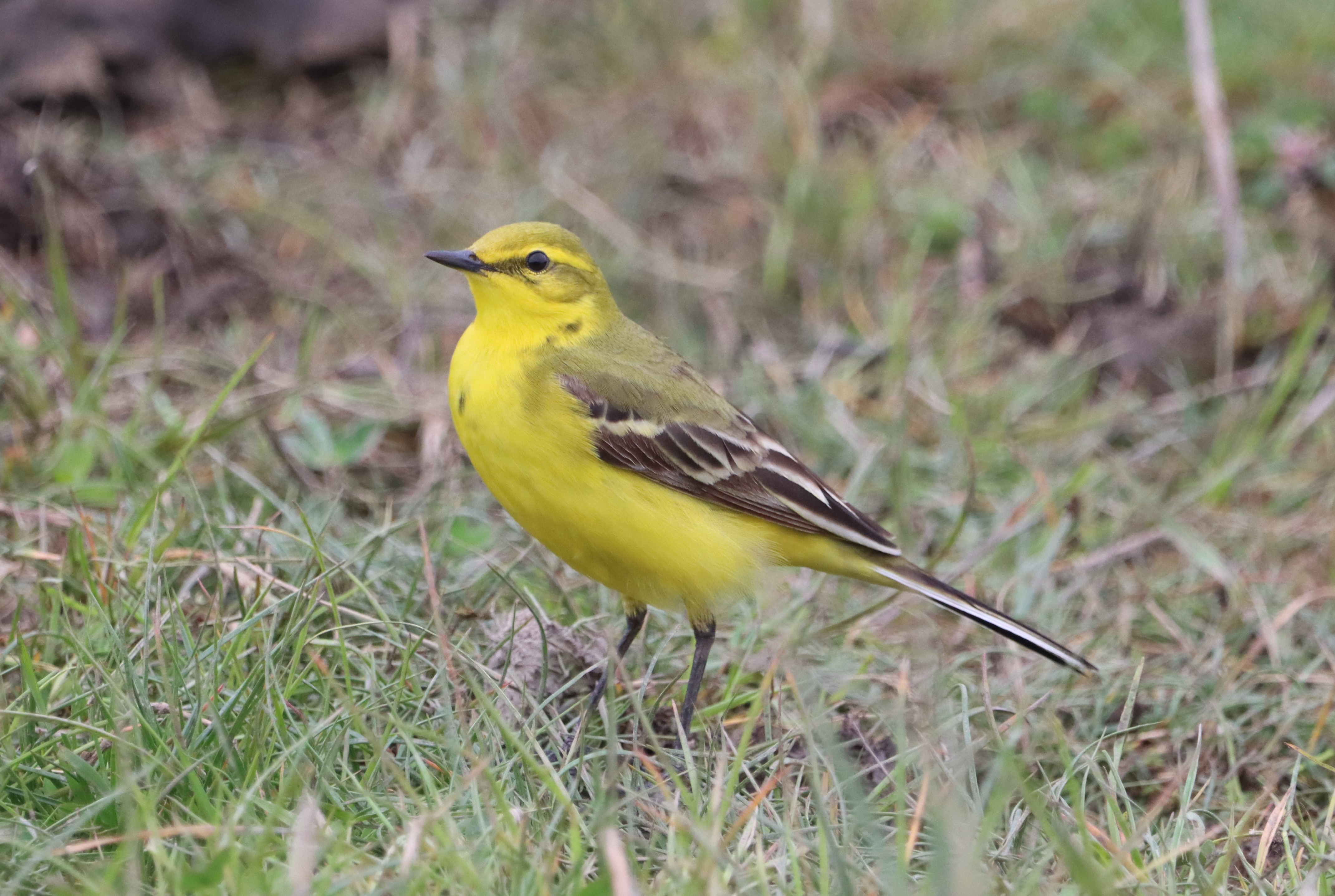 British Yellow Wagtail - 08-05-2023