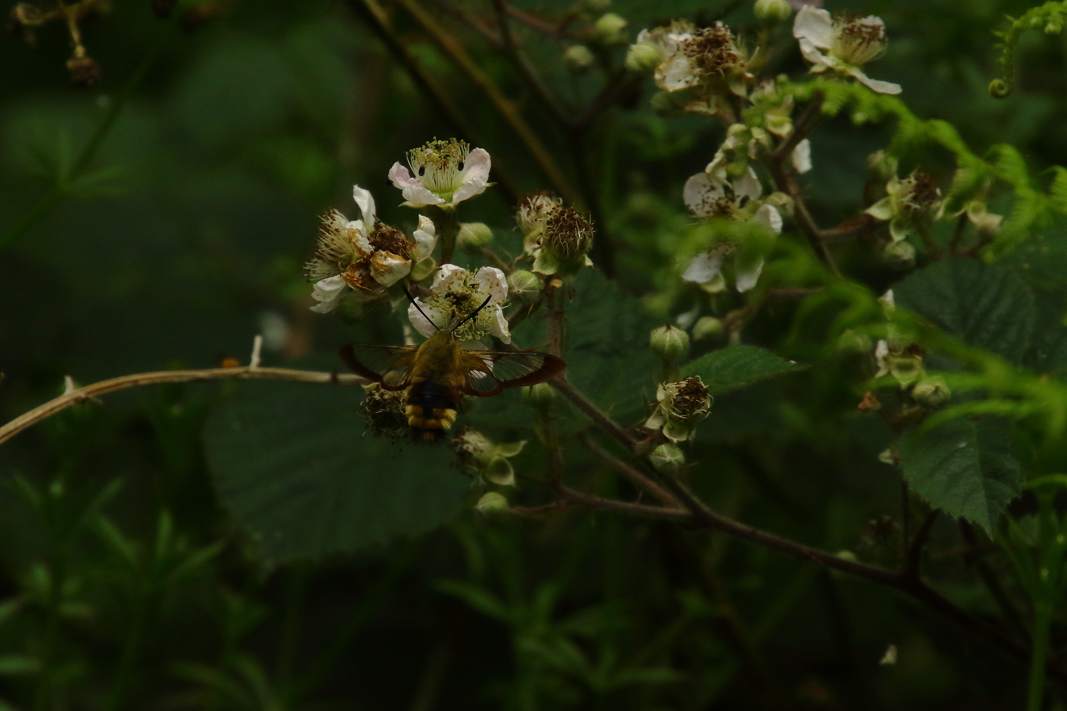 Silver-washed Fritillary - 11-07-2021