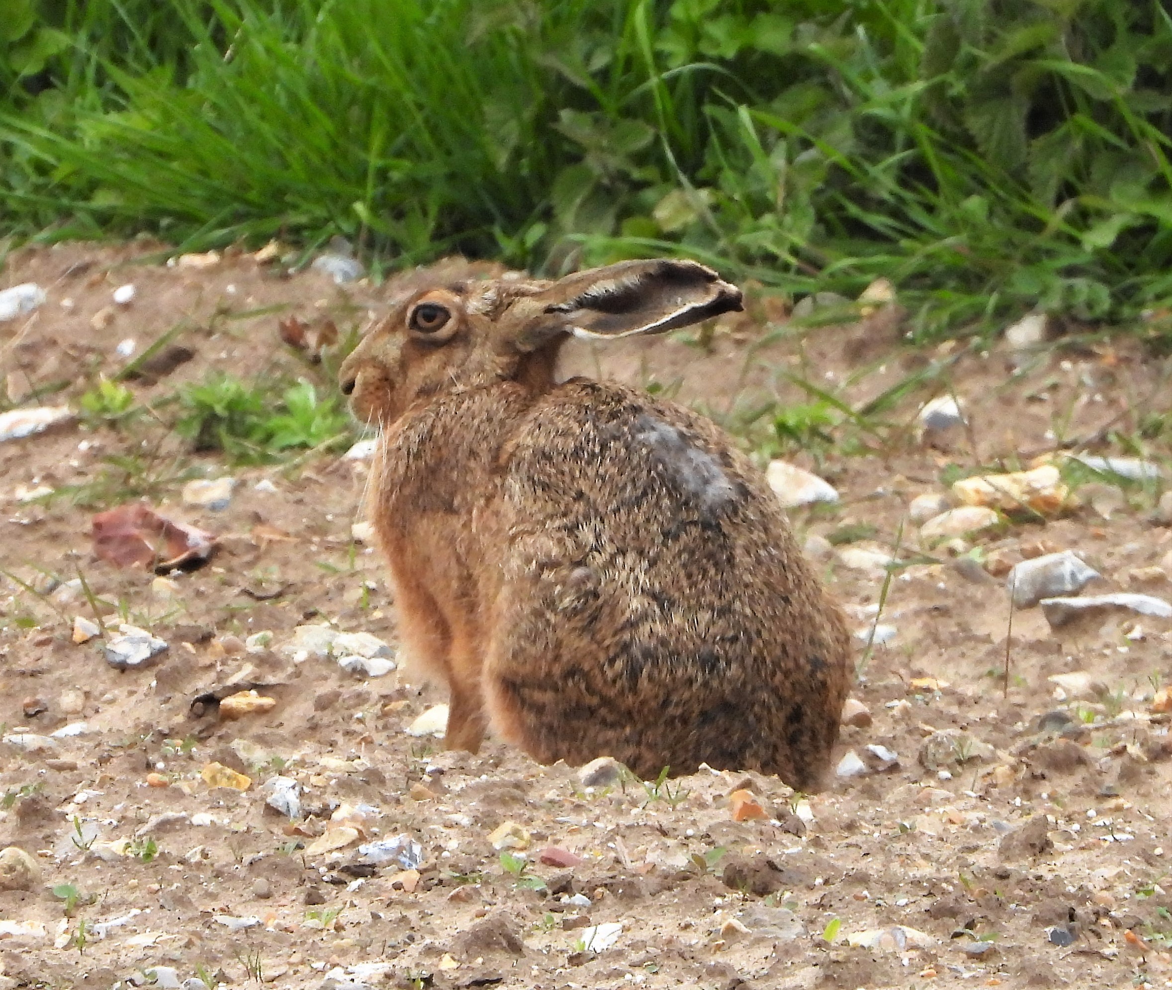 Brown Hare - 14-05-2021