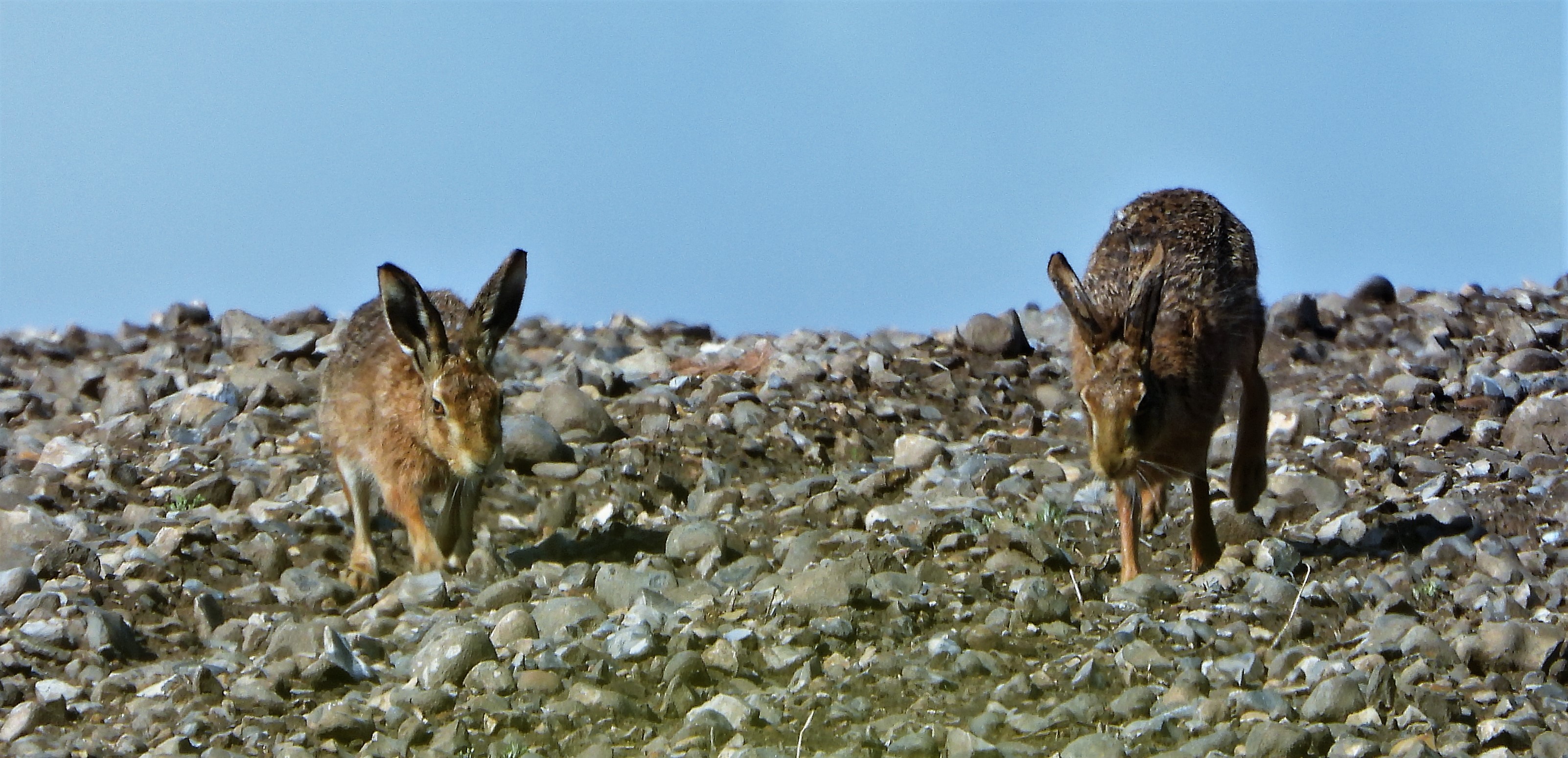 Brown Hare - 05-05-2021