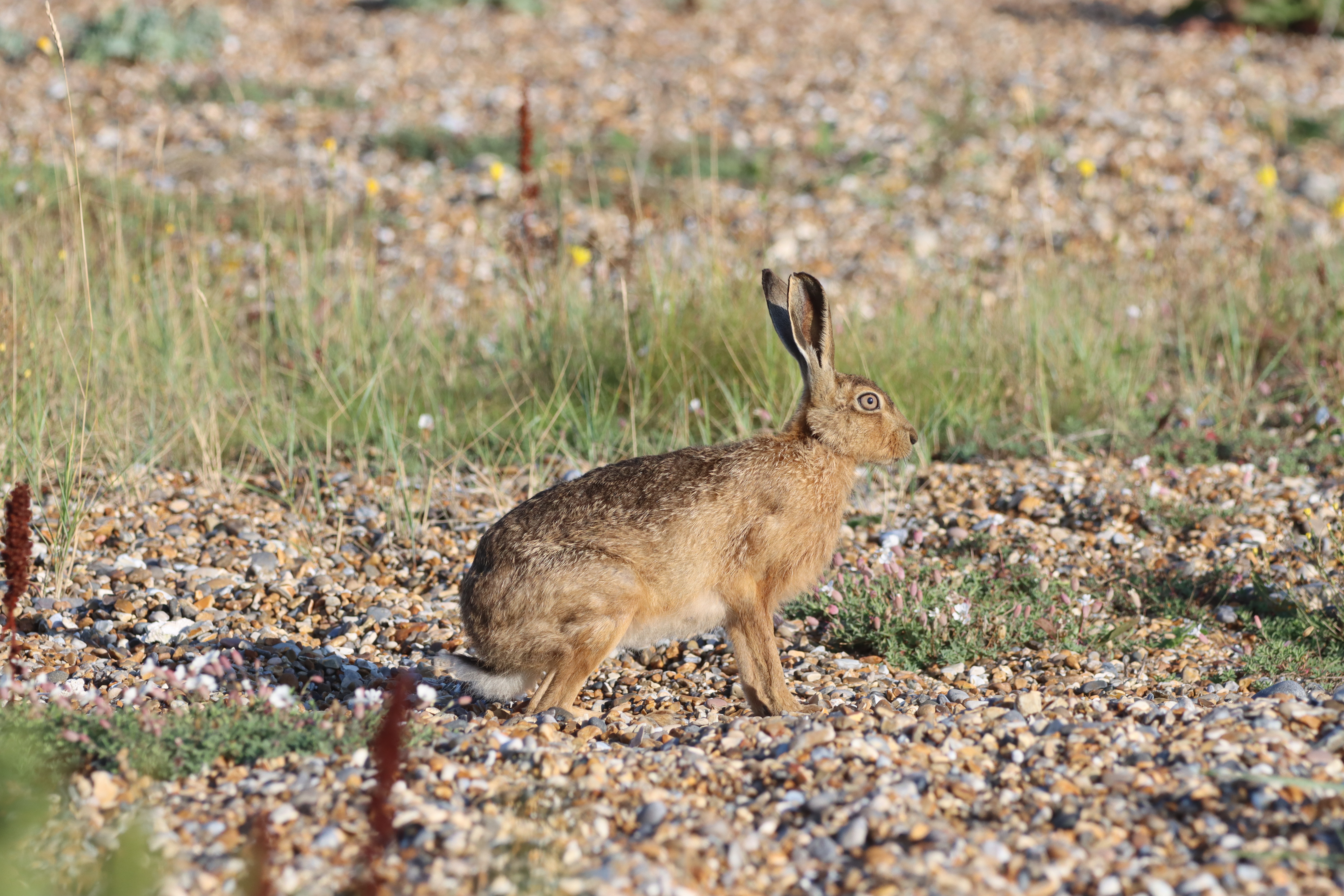 Brown Hare - 02-09-2023