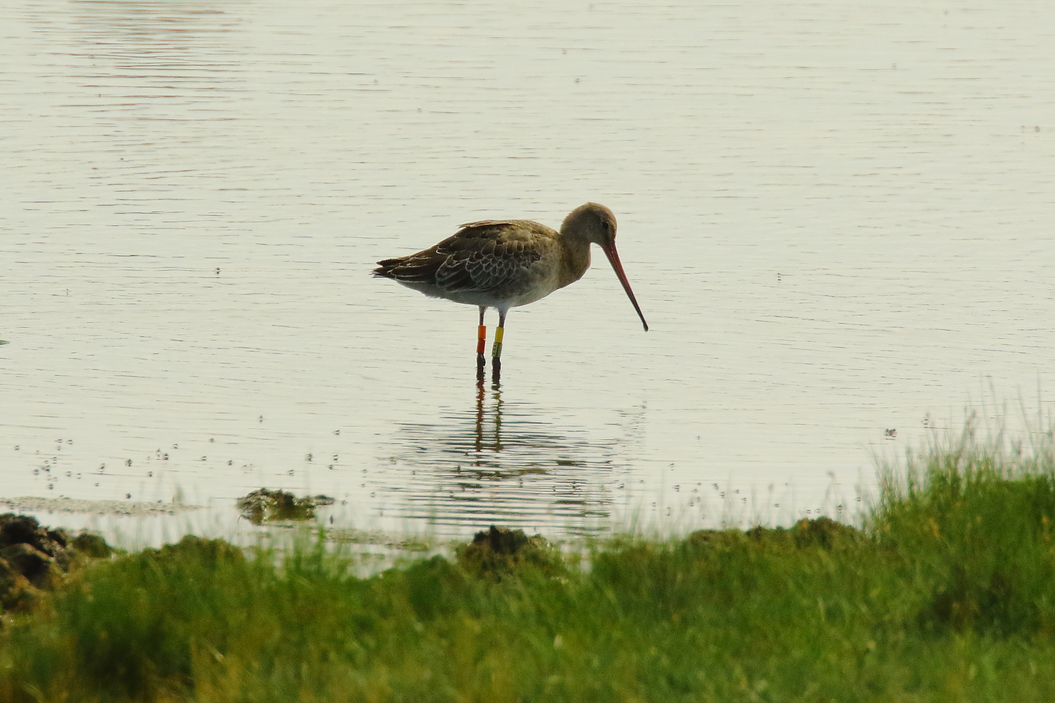 Black-tailed Godwit (European) - 19-07-2021