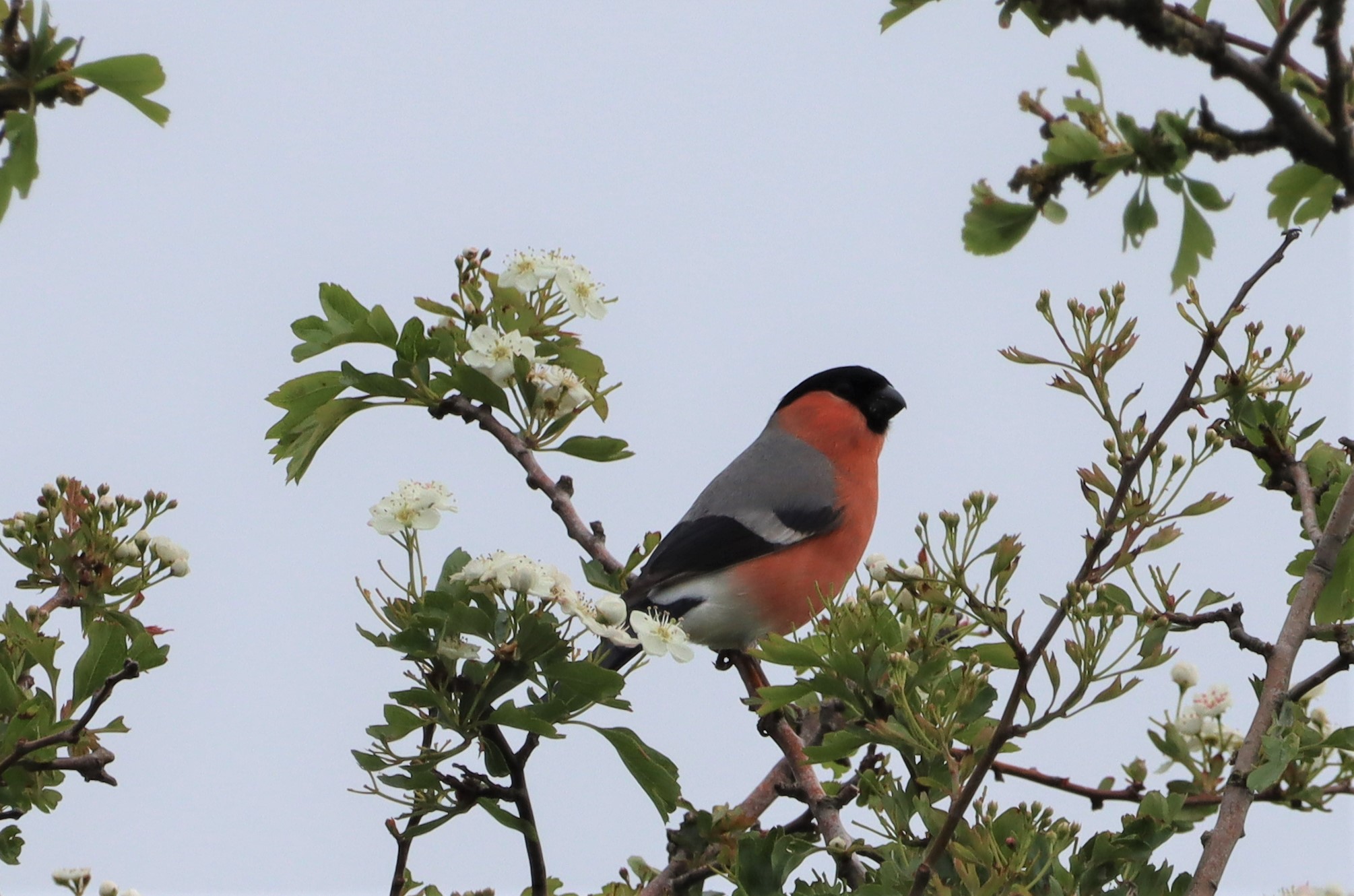 Bullfinch - 15-05-2022