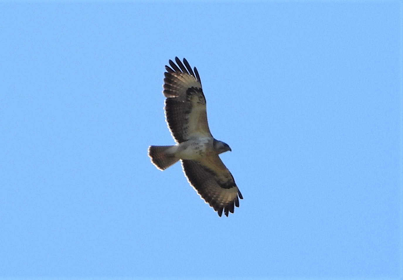 Buzzard - 13-06-2021