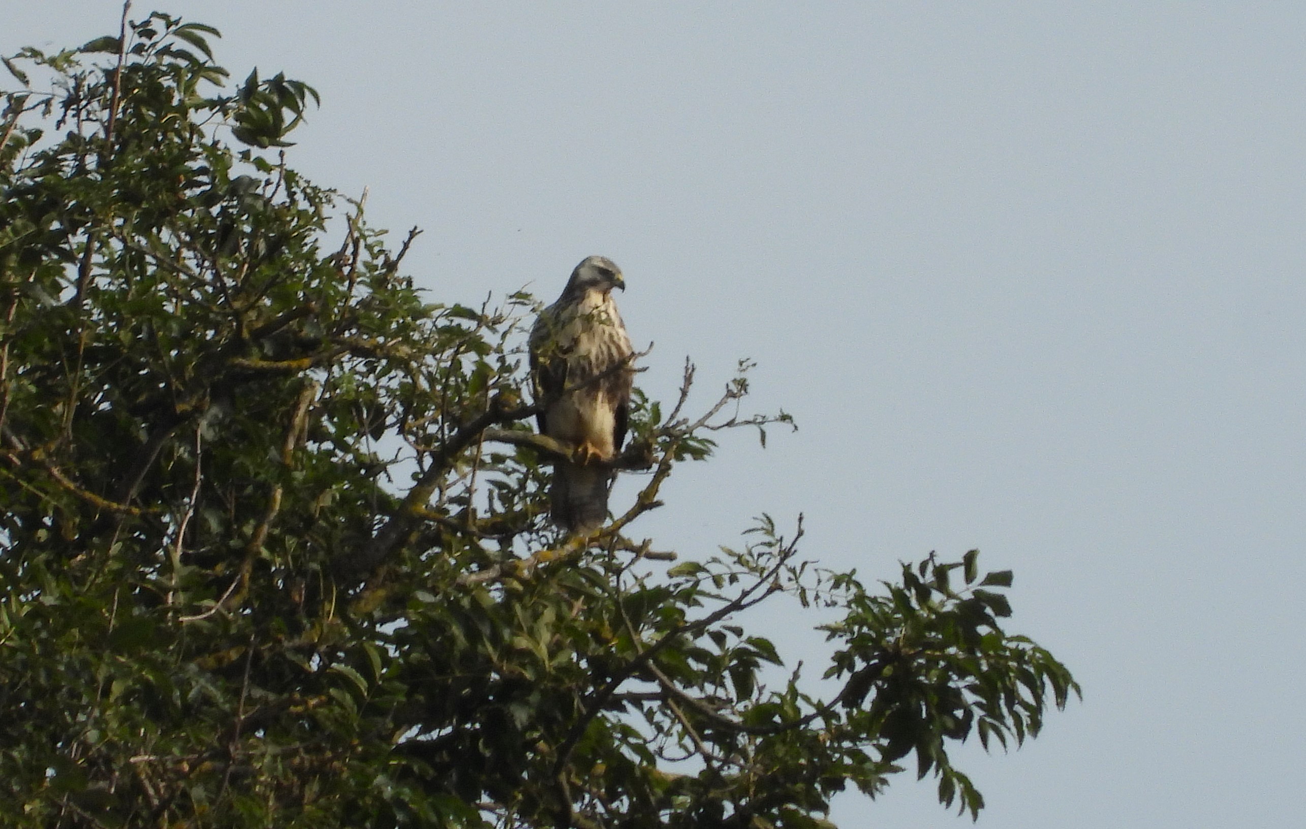 Buzzard - 09-10-2023