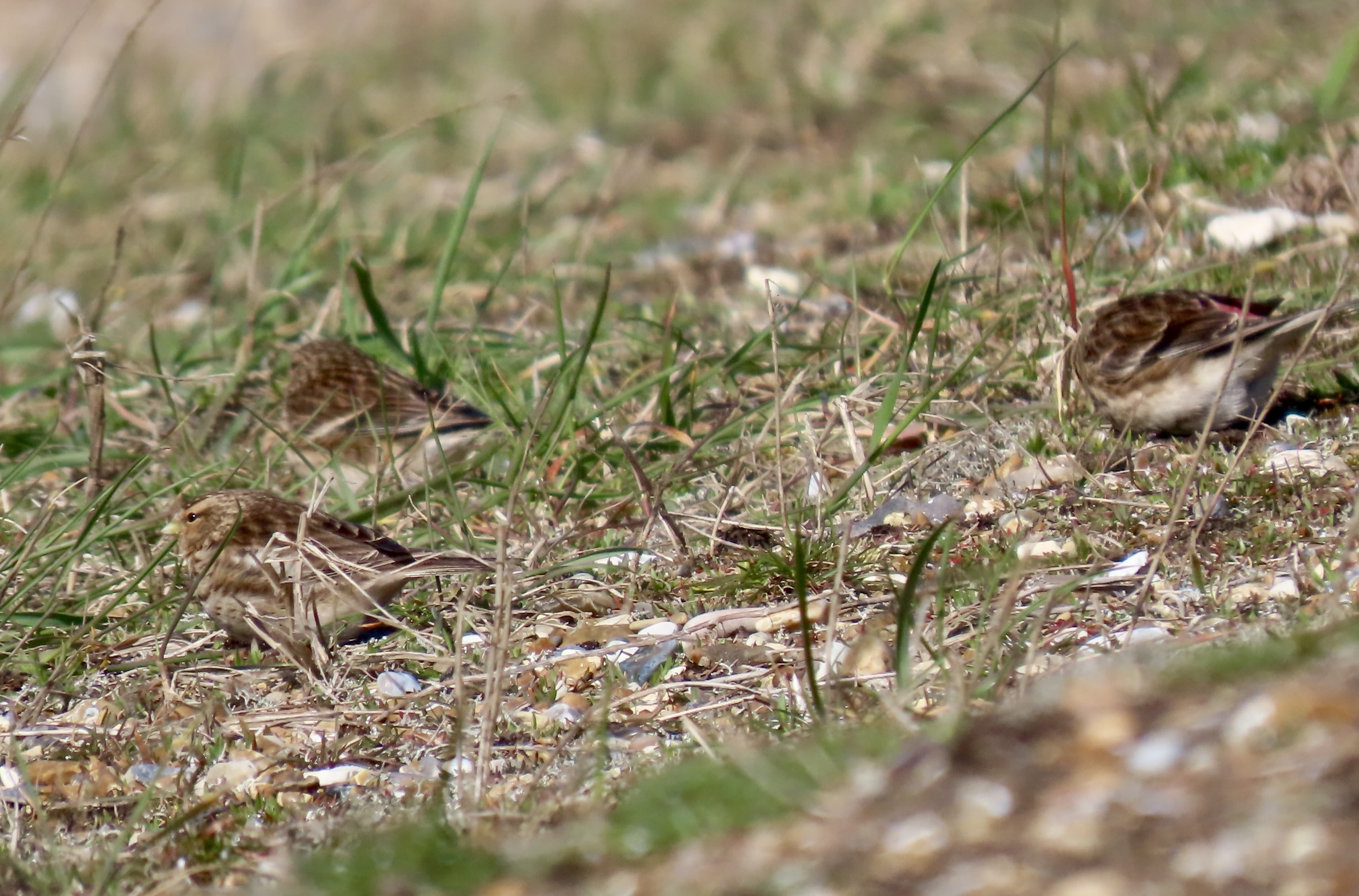 Twite - 13-04-2023