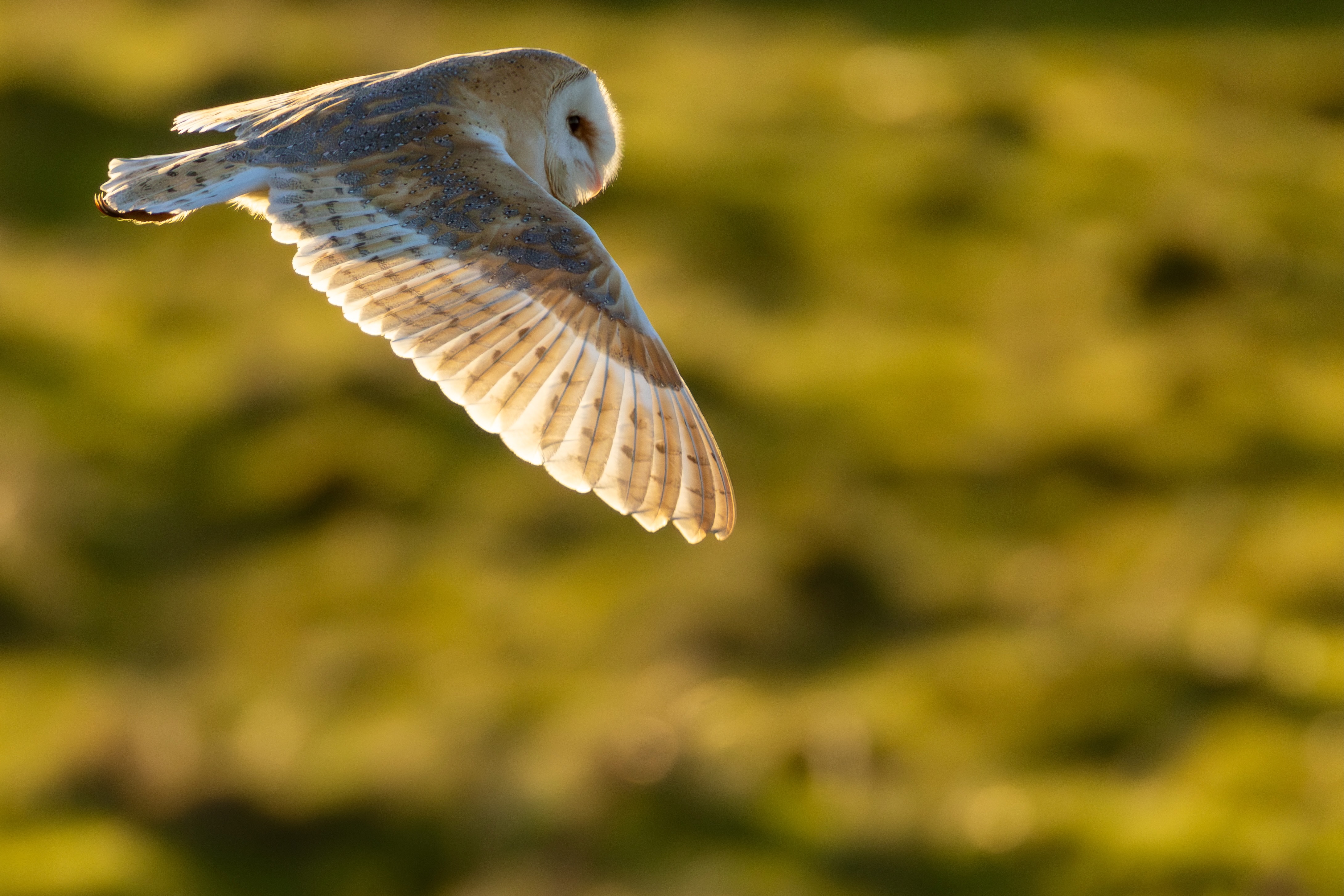 Barn Owl - 30-01-2025