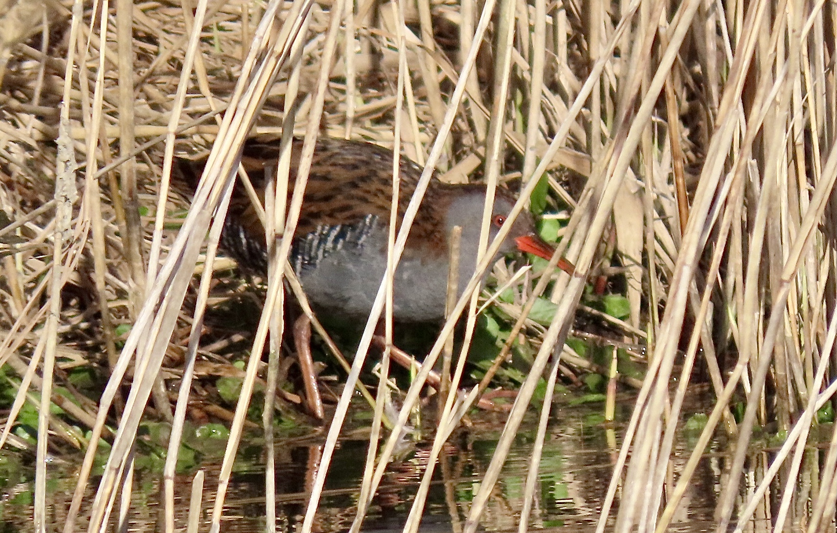 Water Rail - 01-04-2022