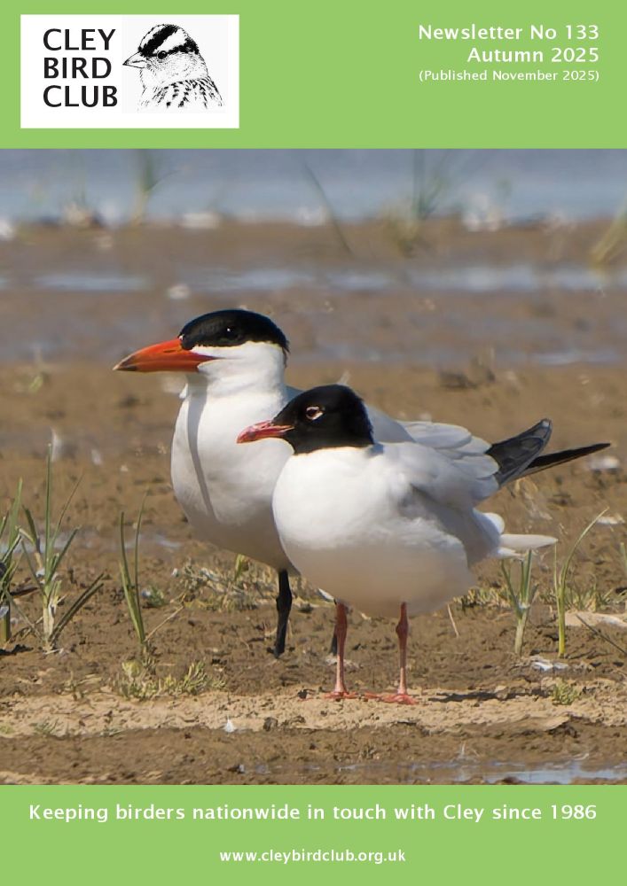 A small gull standing in front of a large tern on bare ground