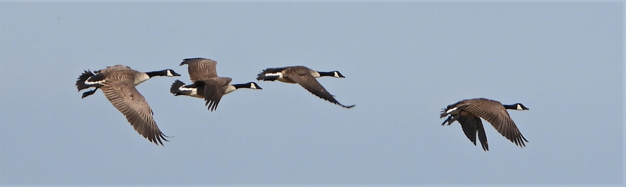 Canada Goose - 14-06-2021