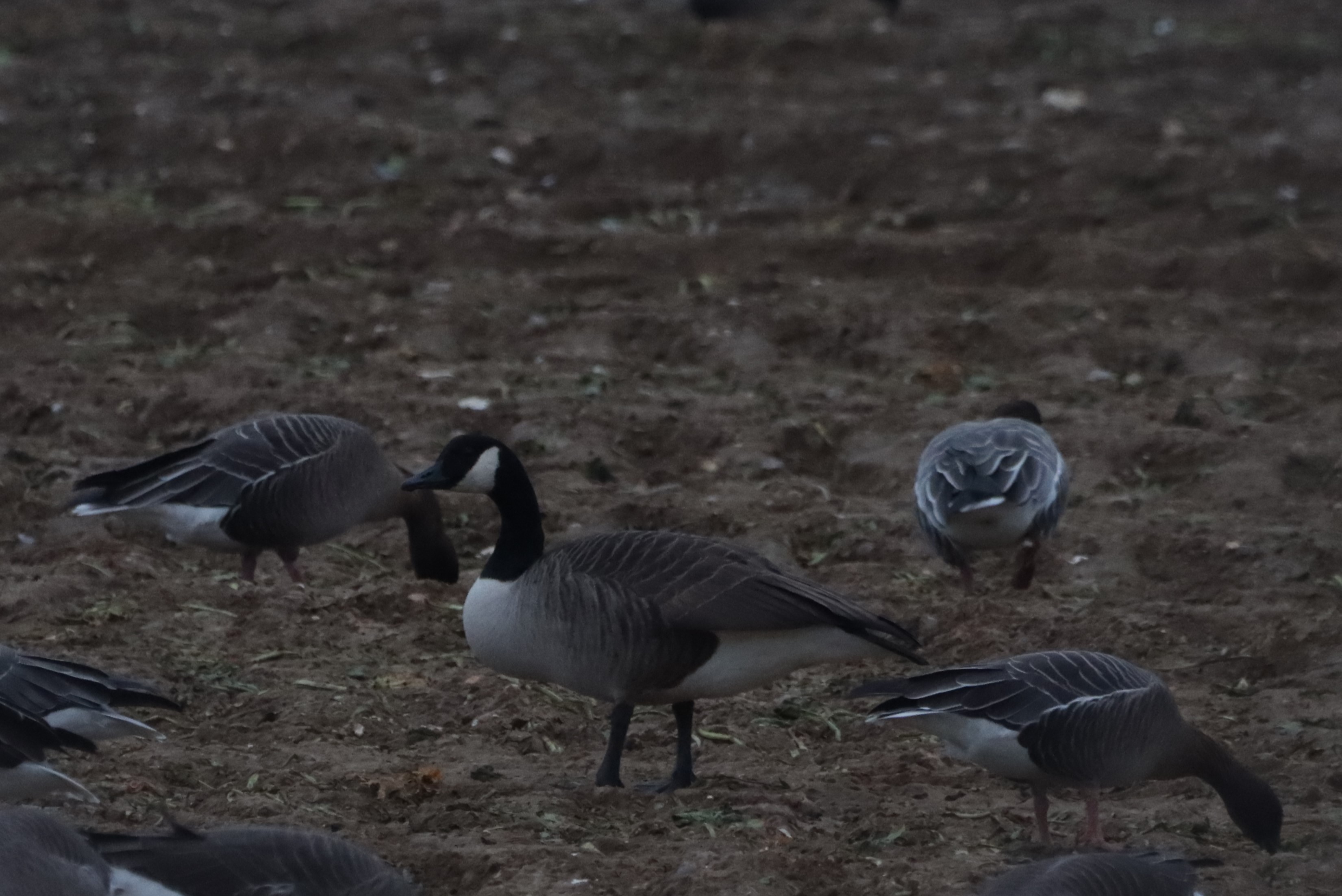 Canada Goose - 29-12-2025