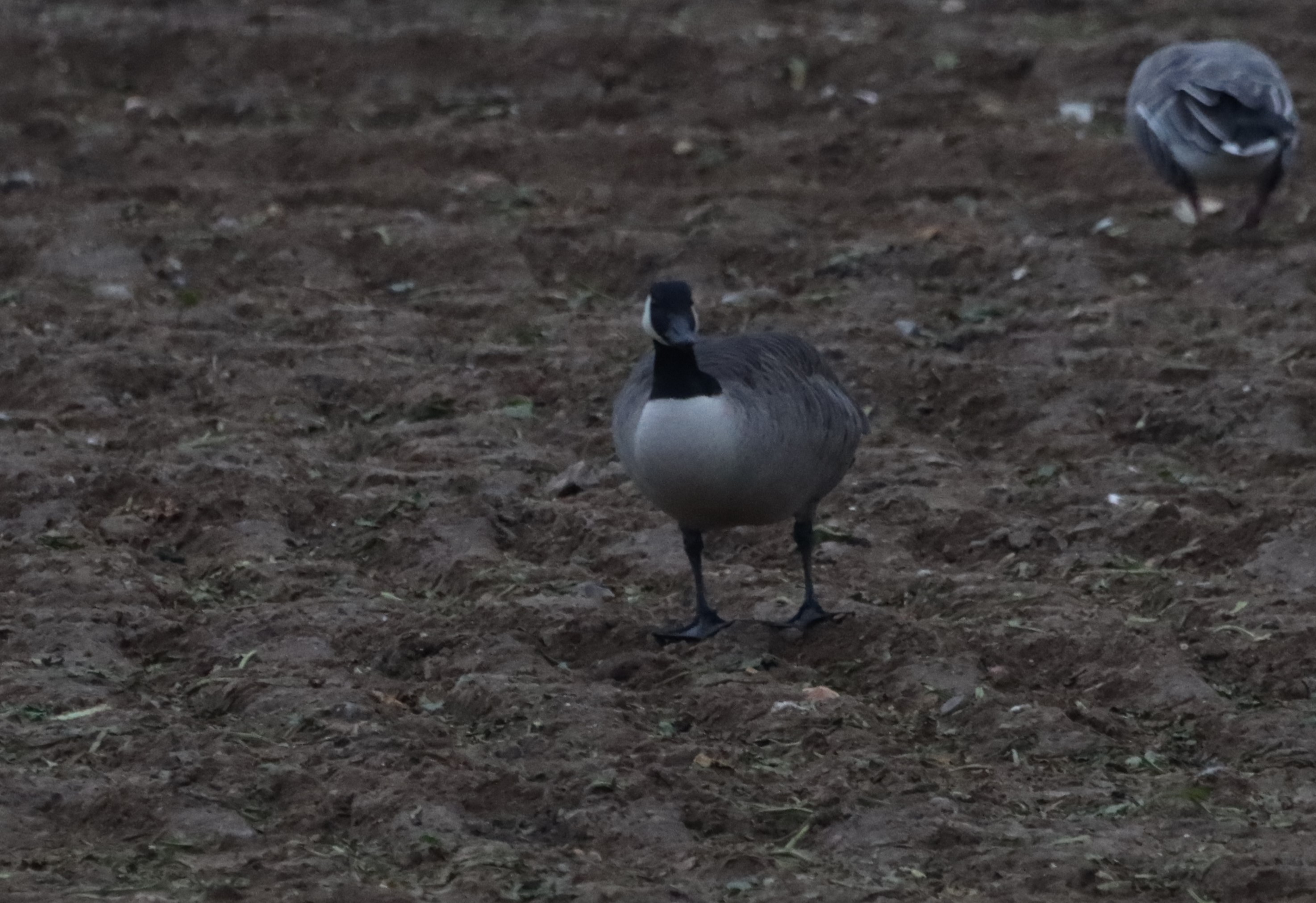 Canada Goose - 29-12-2025