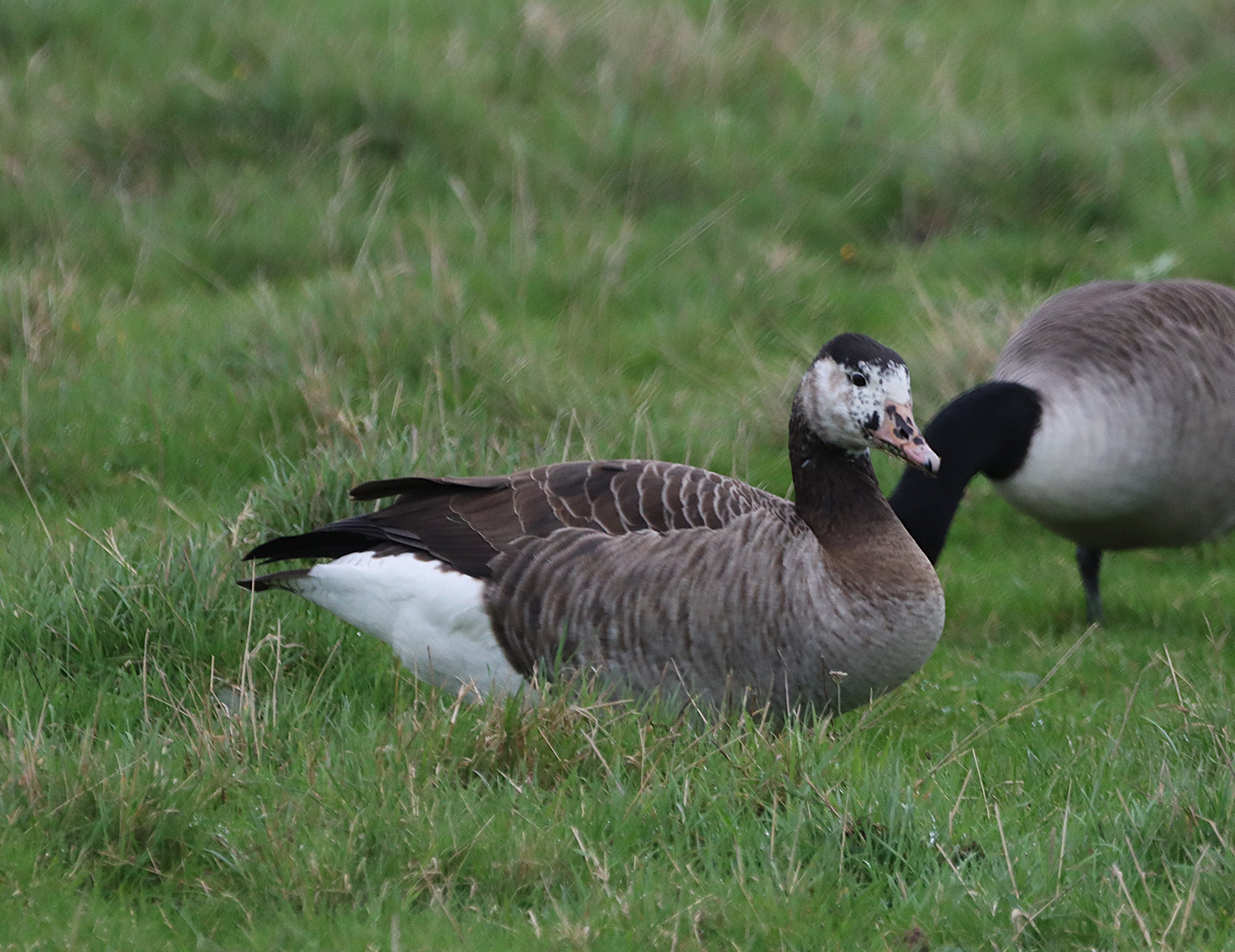 Greylag x Canada Goose - 14-11-2024