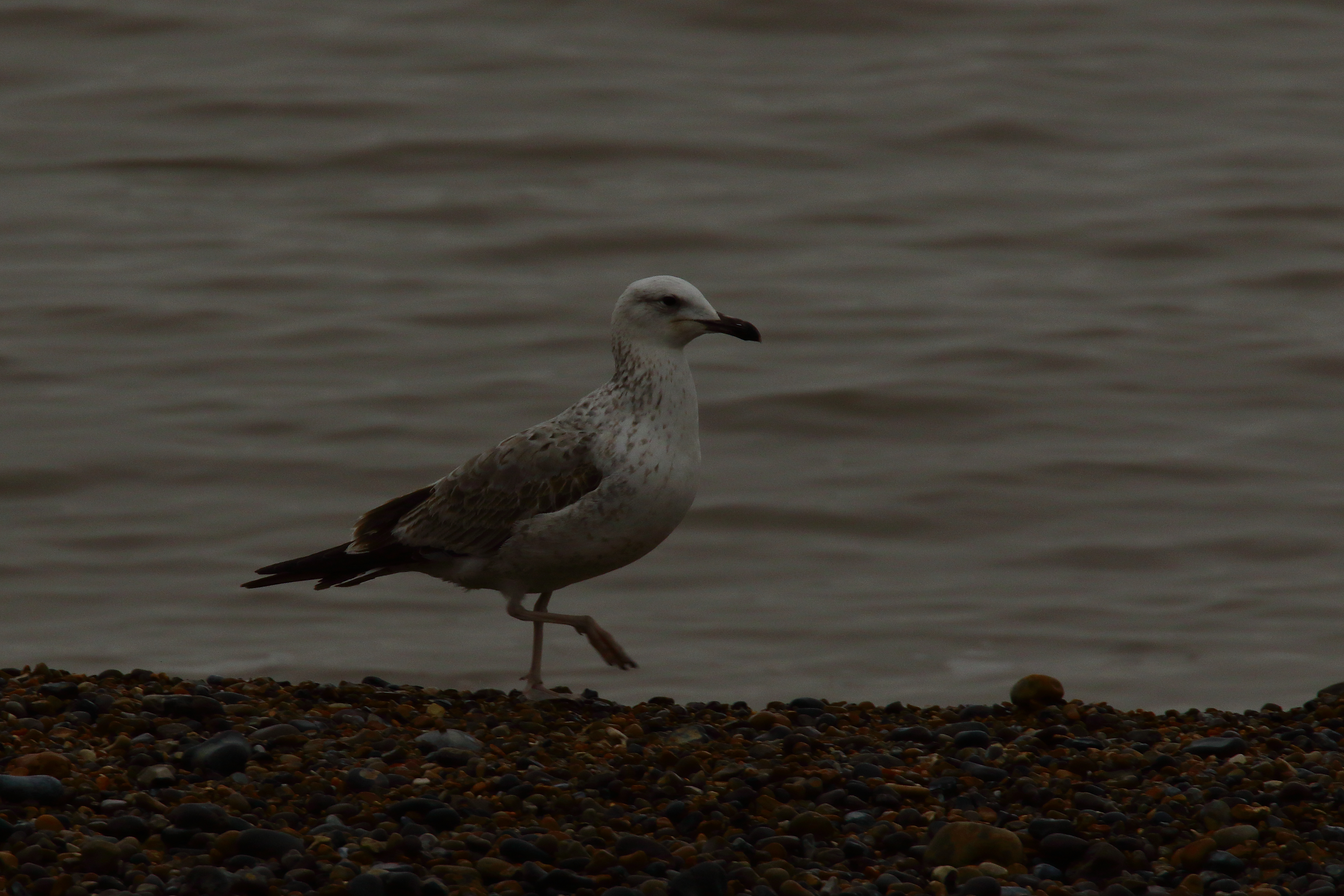 Caspian Gull - 11-01-2022