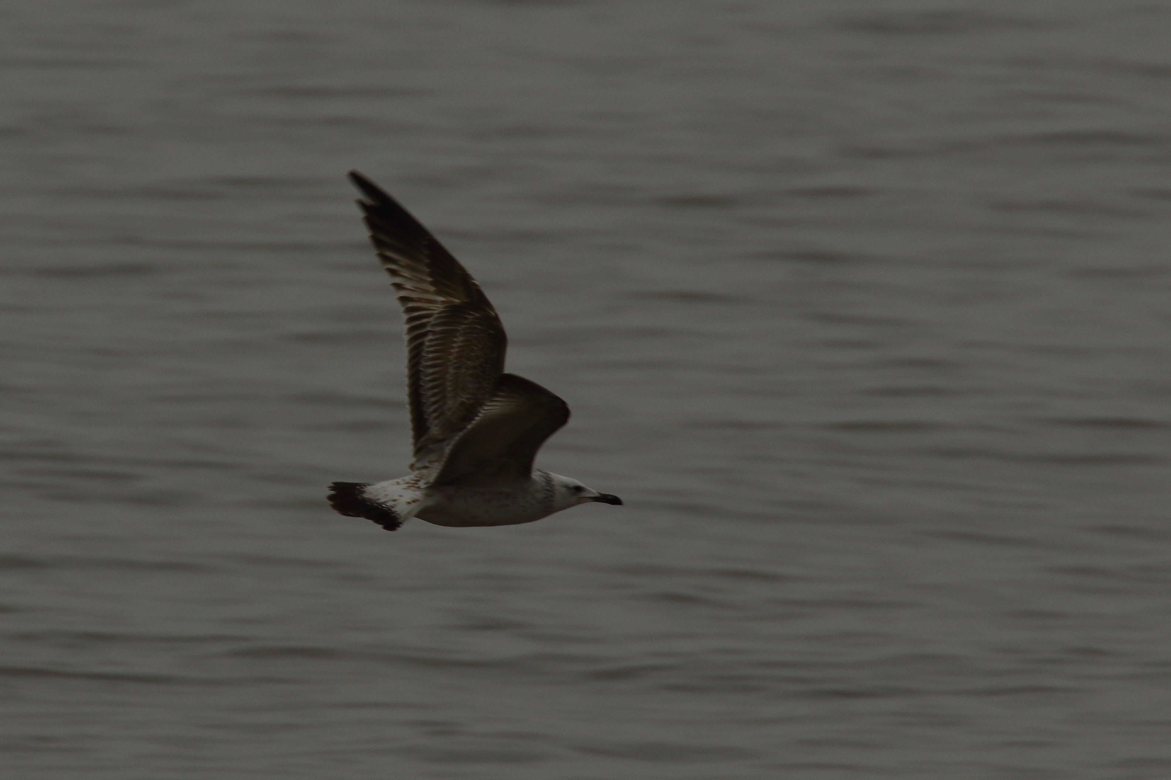 Caspian Gull - 11-01-2022