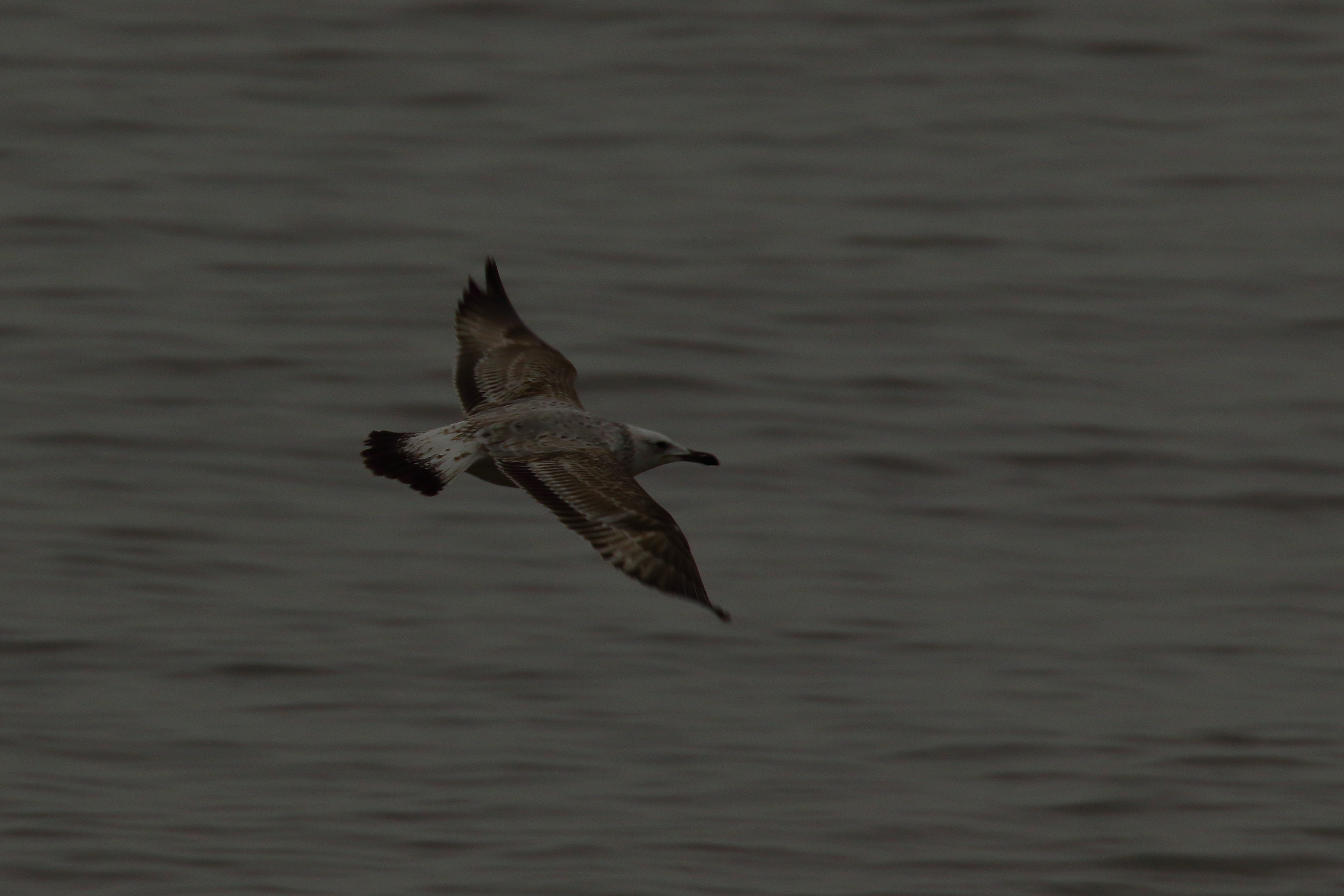 Caspian Gull - 11-01-2022