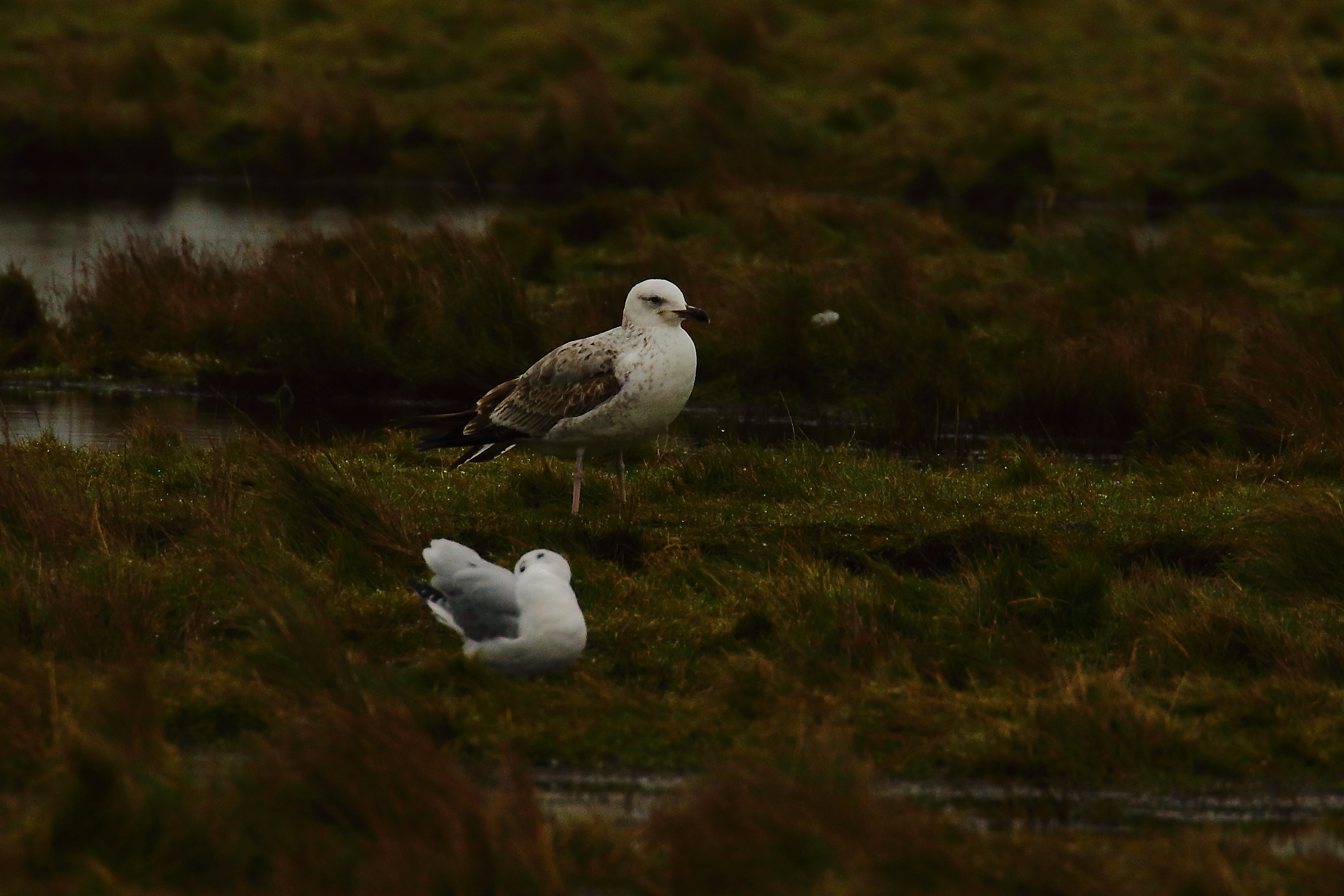 Caspian Gull - 11-01-2022