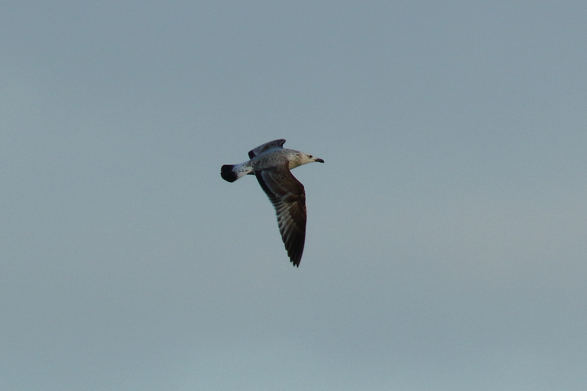 Caspian Gull - 11-01-2022