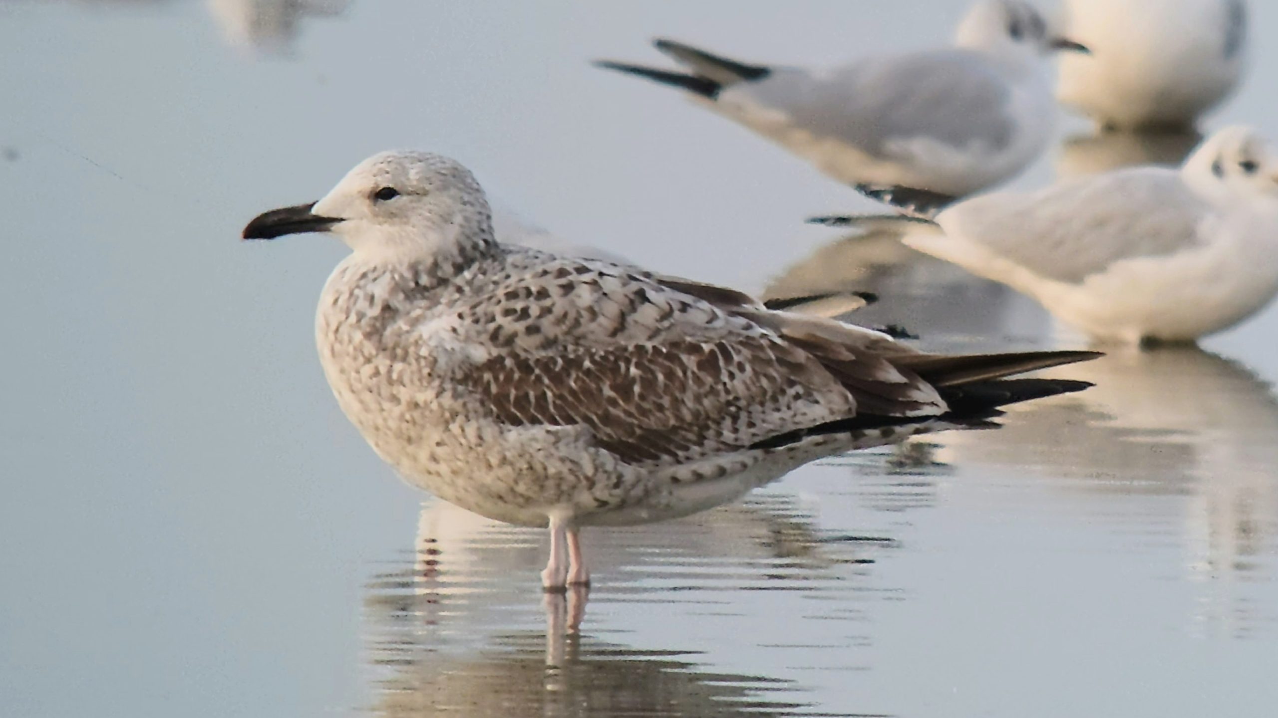 Caspian Gull - 01-10-2026