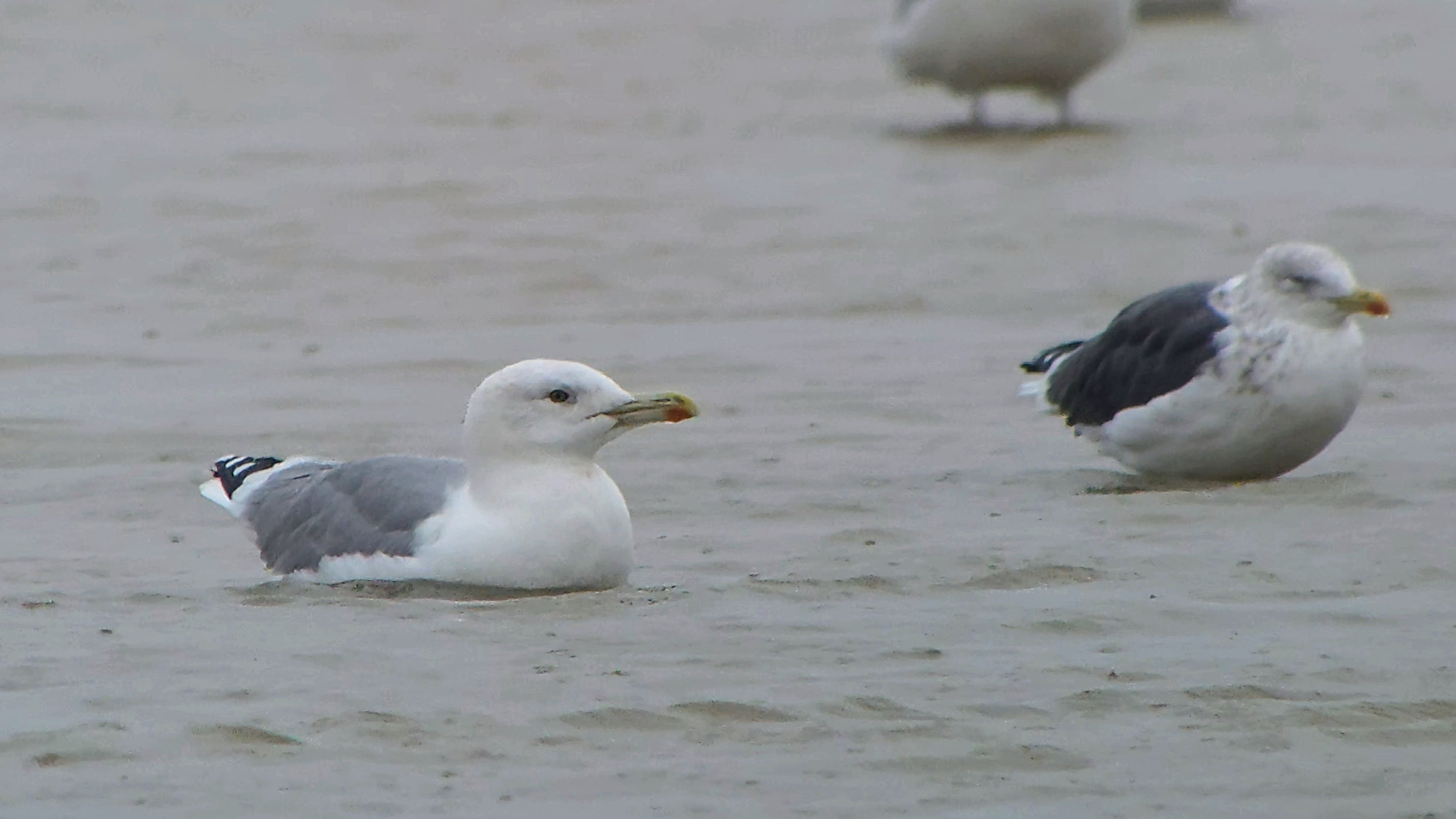Caspian Gull - 20-10-2026