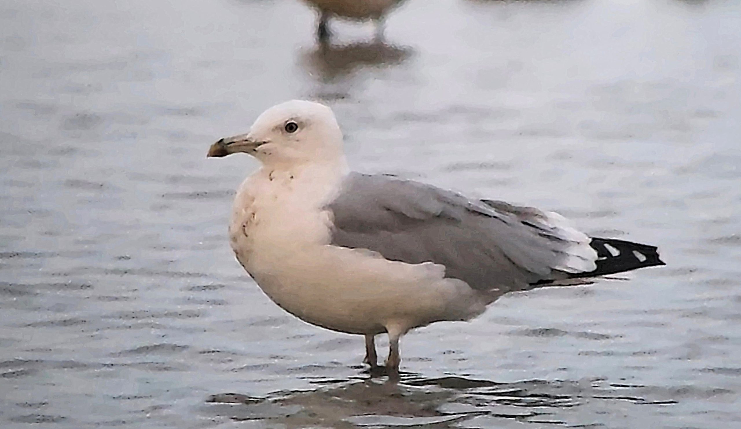 Caspian Gull - 16-10-2026