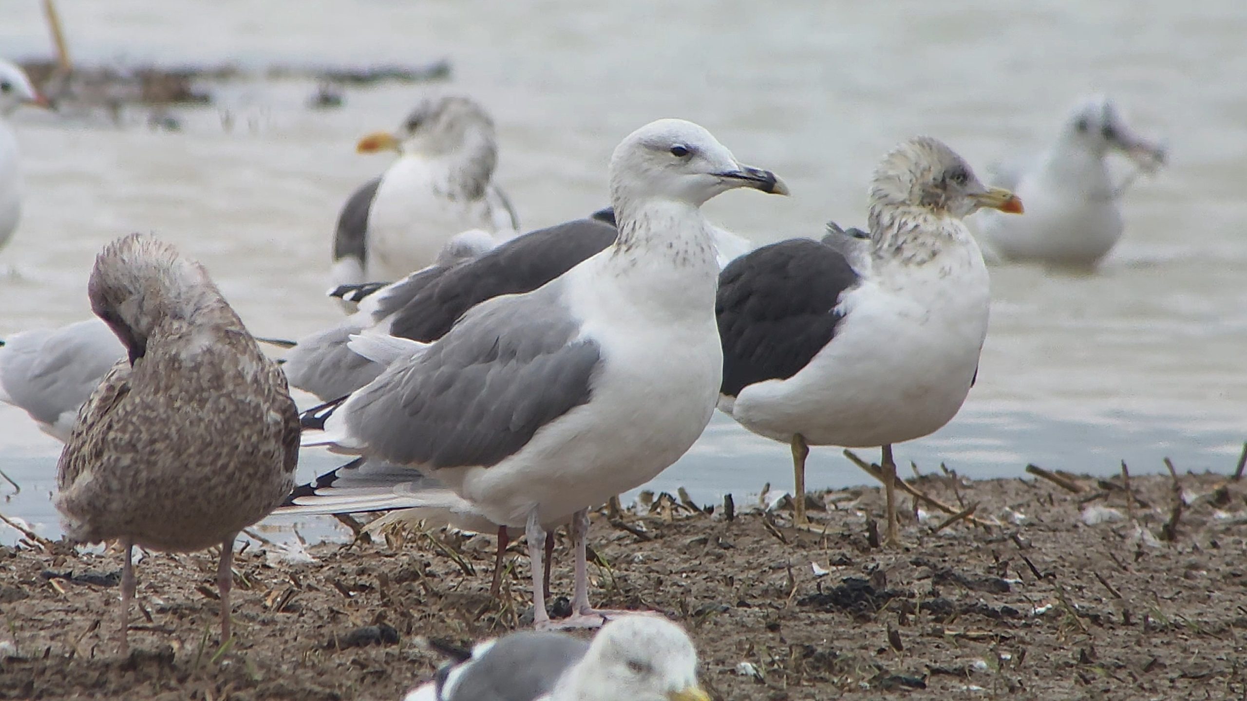 Caspian Gull - 20-10-2026