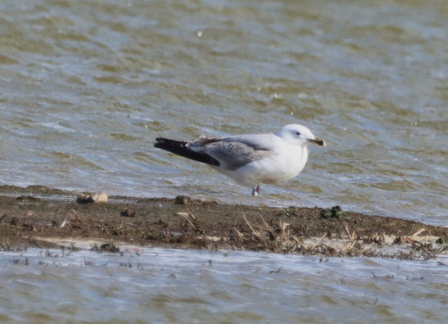 Caspian Gull - 10-04-2023