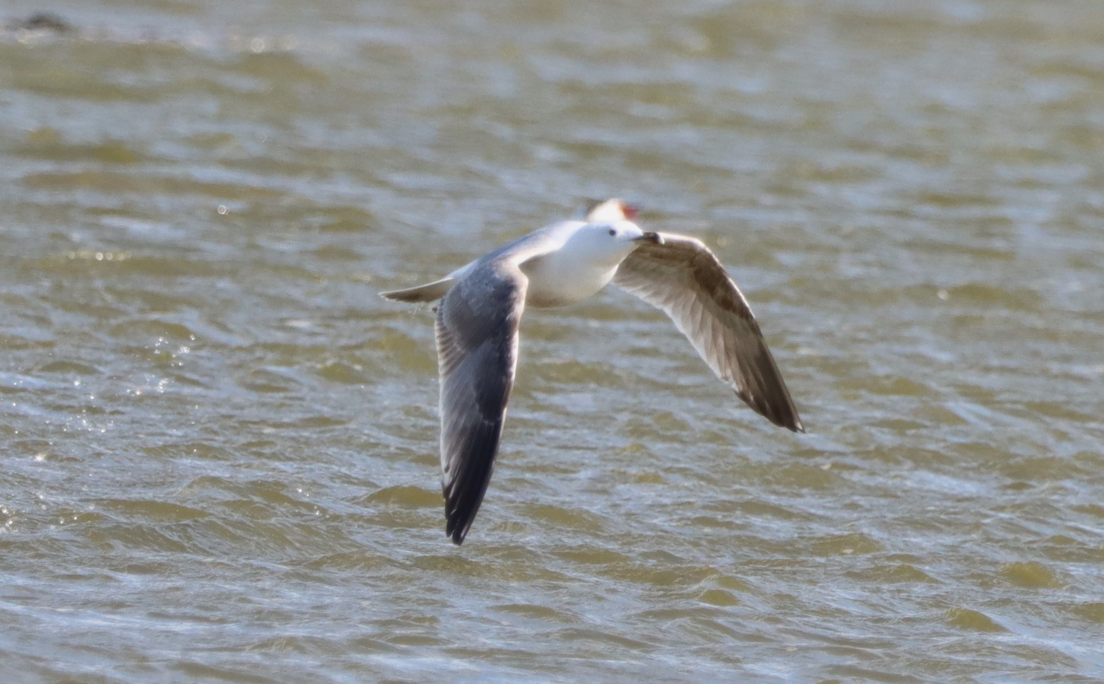 Caspian Gull - 10-04-2023