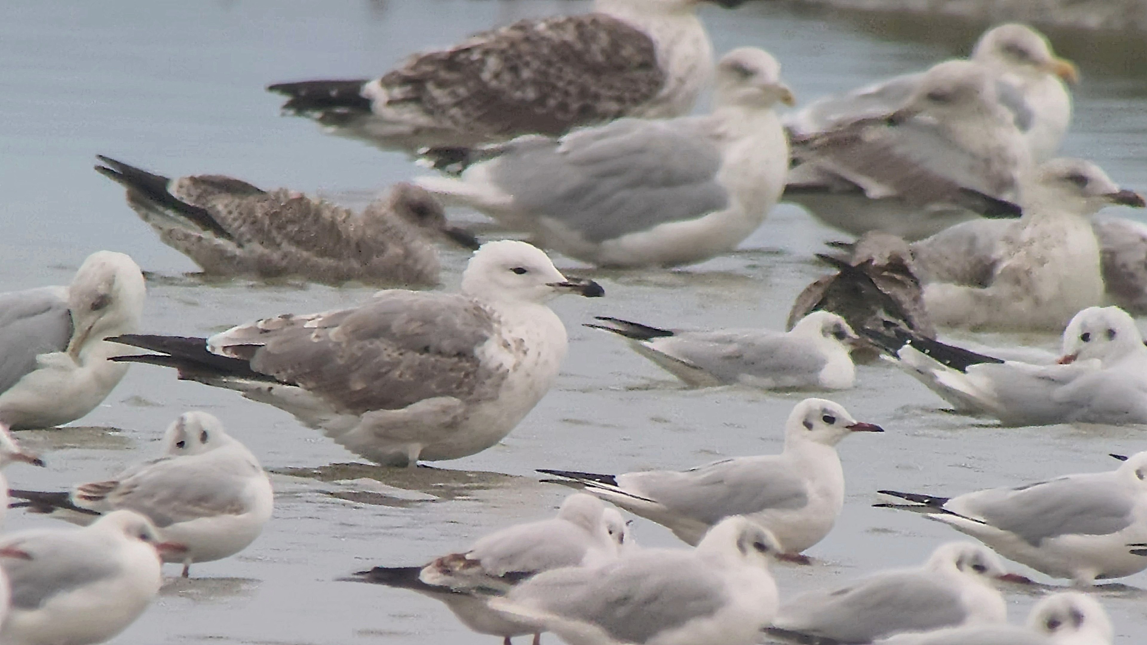 Caspian Gull - 20-10-2026