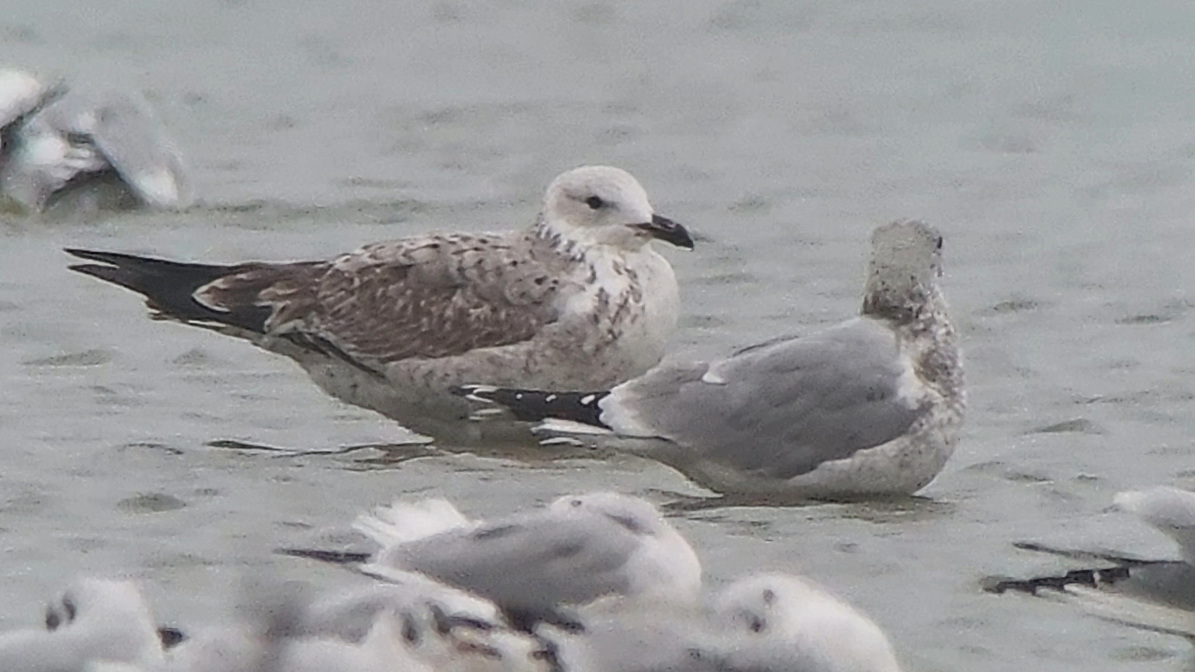 Caspian Gull - 20-10-2026