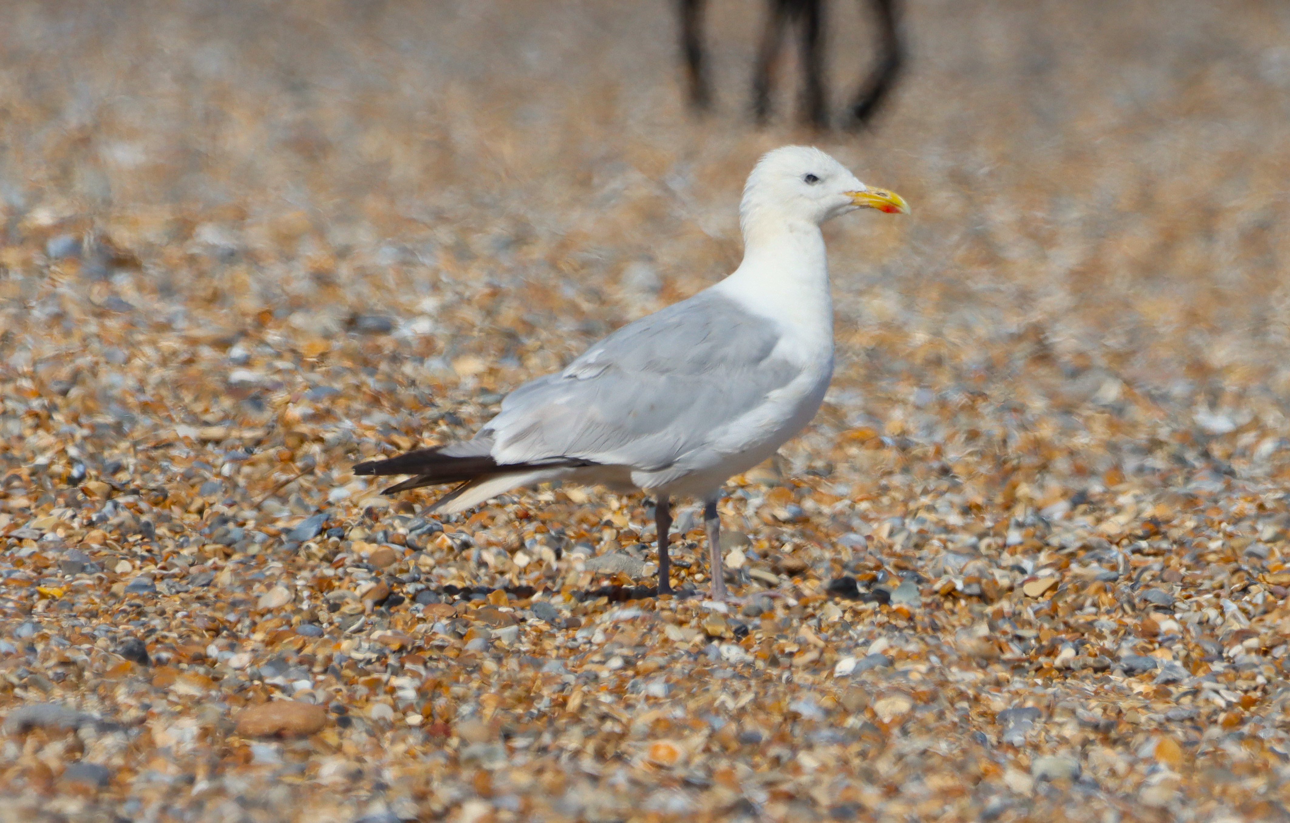 Caspian Gull - 10-08-2025