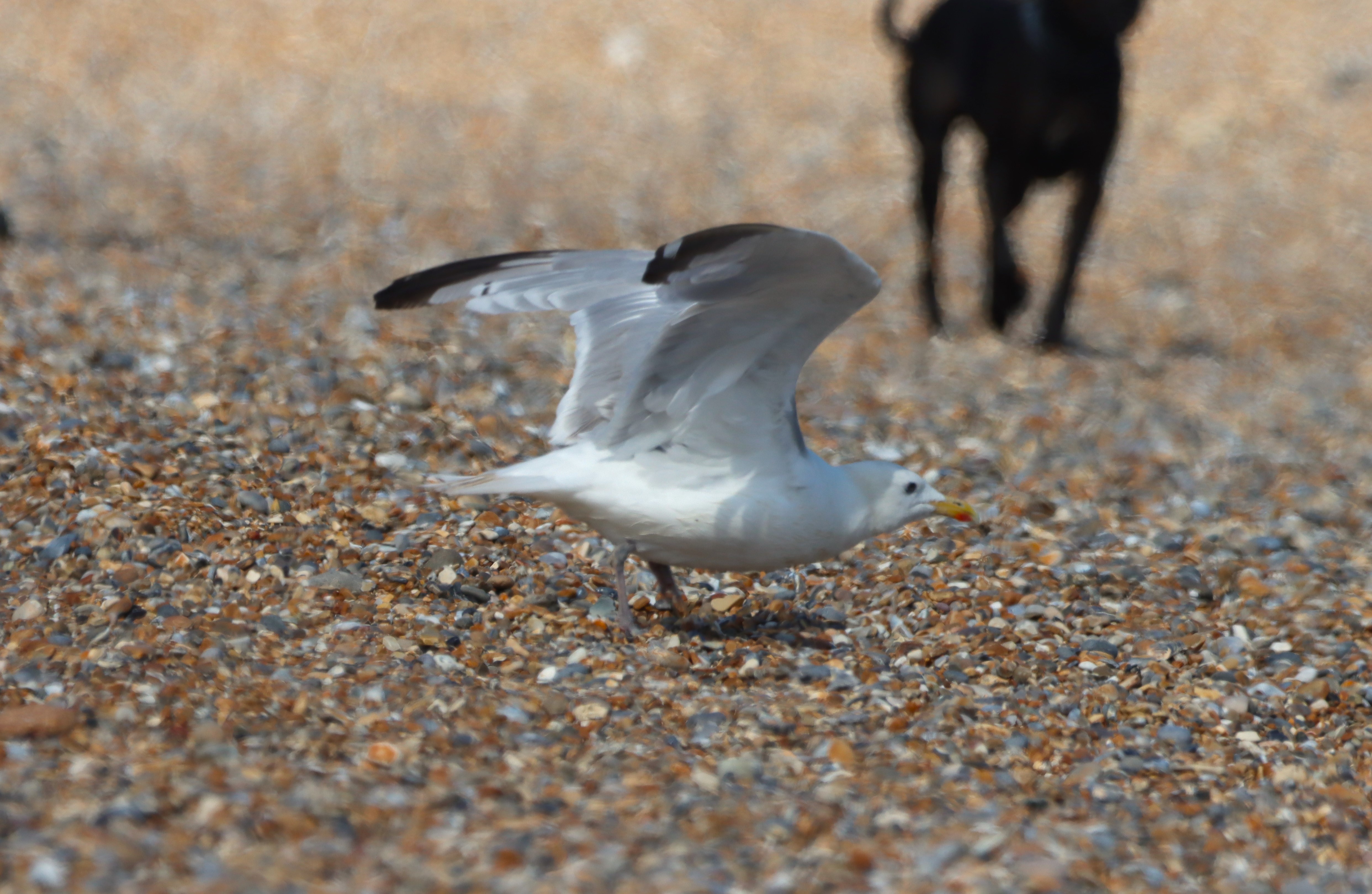 Caspian Gull - 10-08-2025