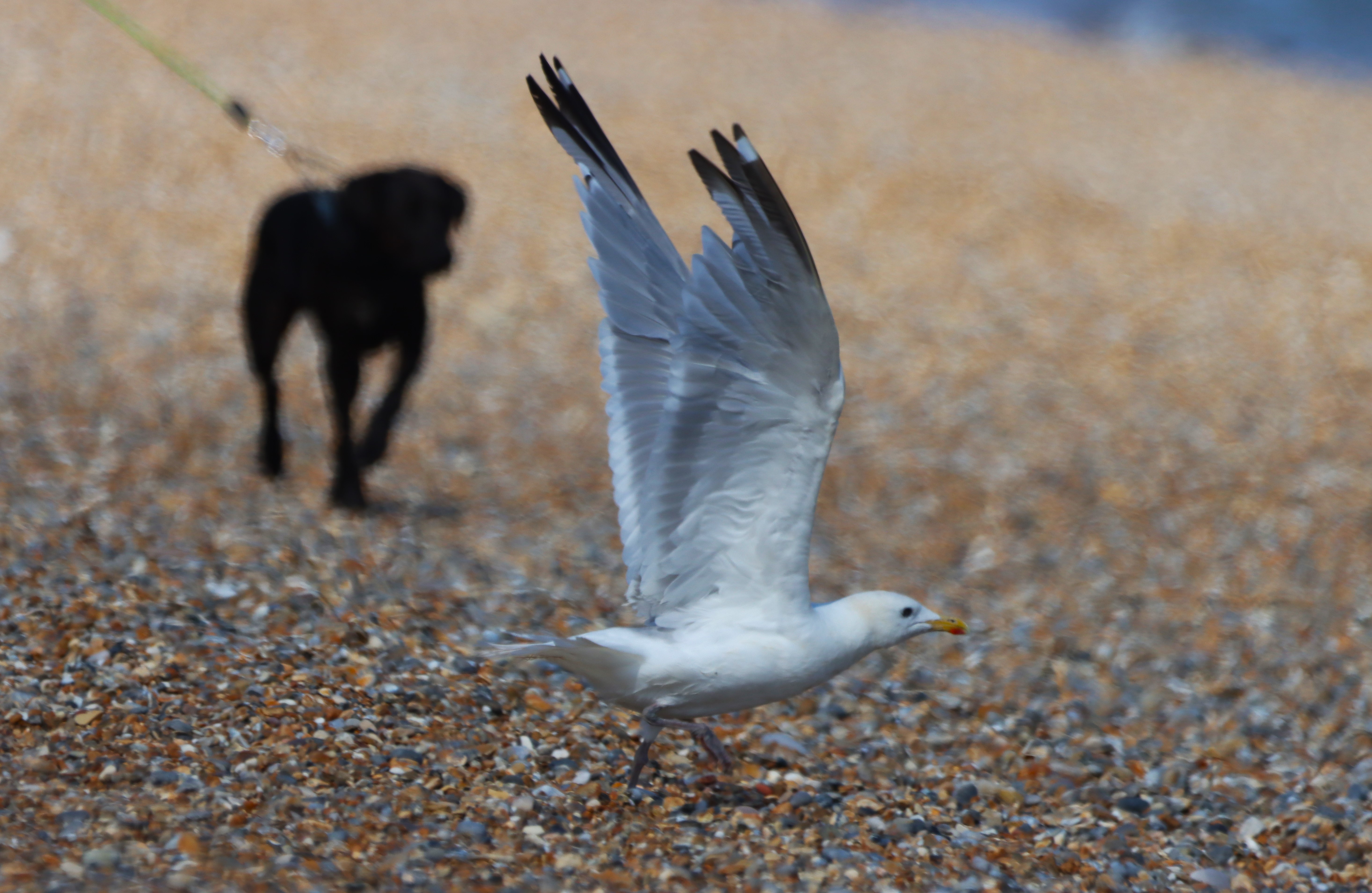 Caspian Gull - 10-08-2025