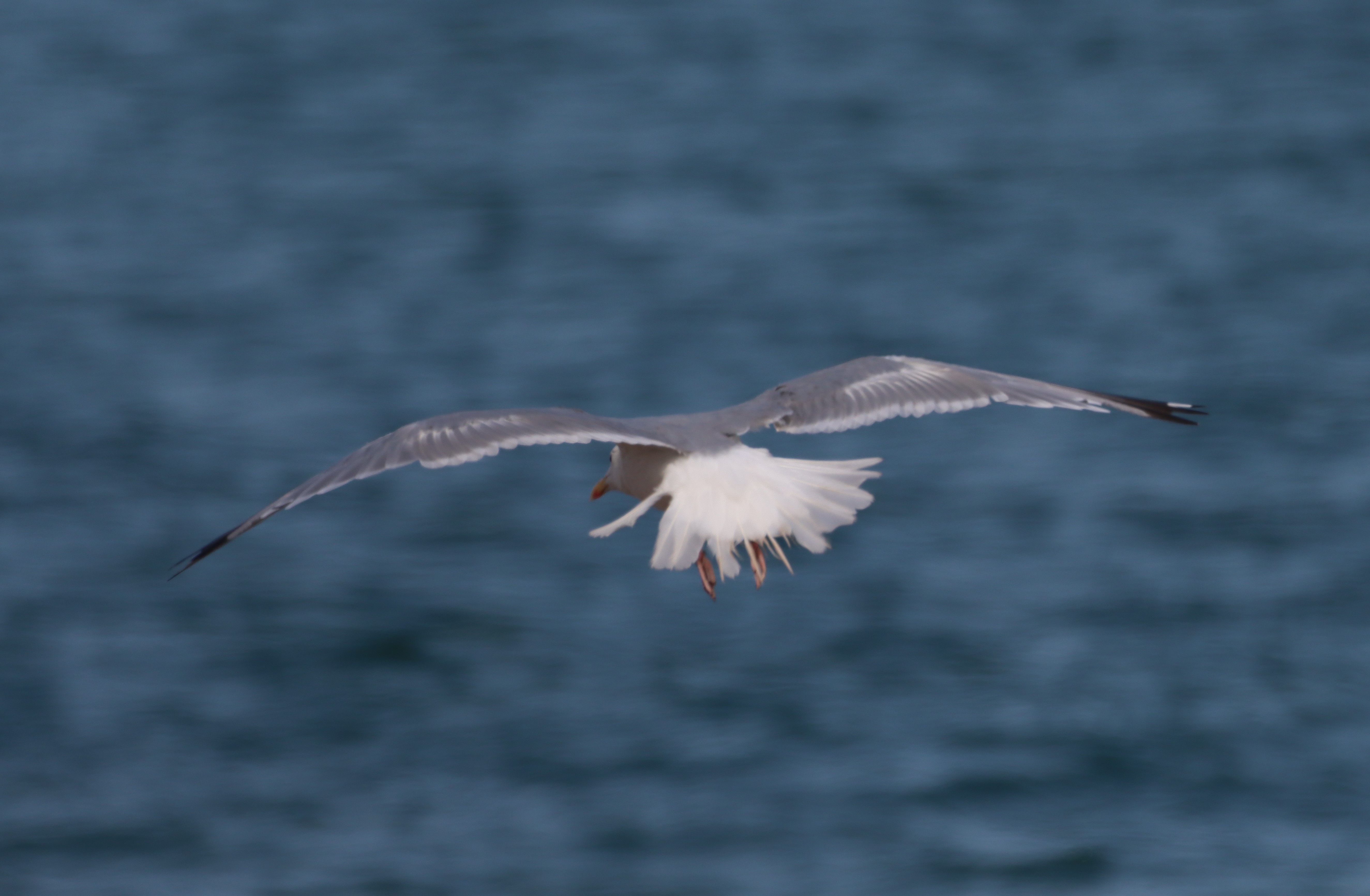 Caspian Gull - 10-08-2025