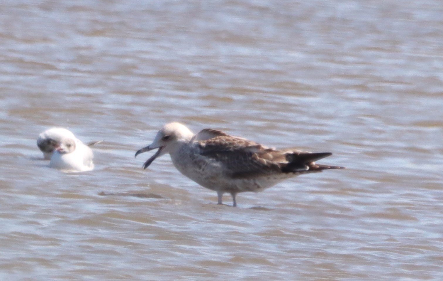 Caspian Gull - 24-07-2023