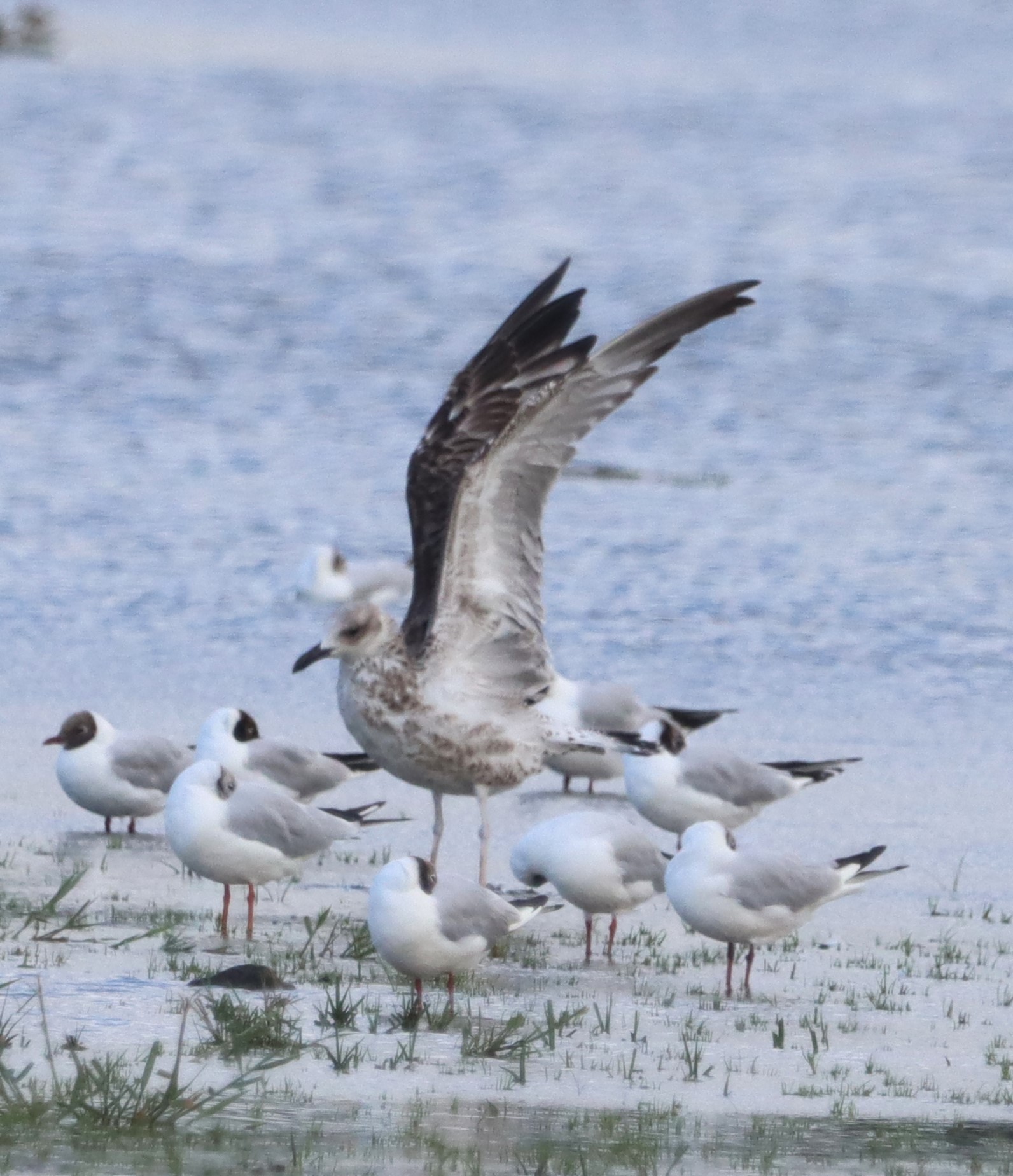 Caspian Gull - 24-07-2023