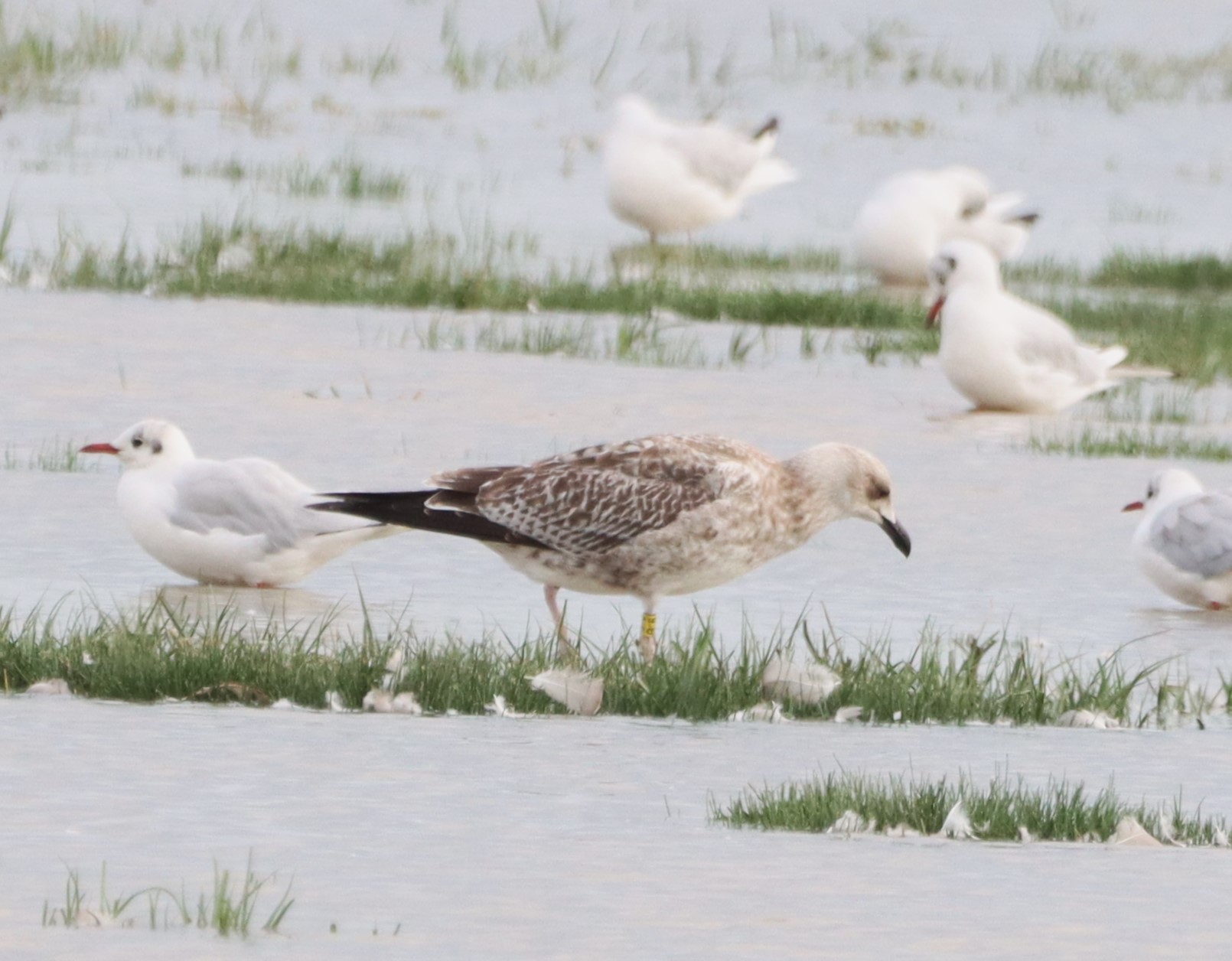 Caspian Gull - 20-08-2026