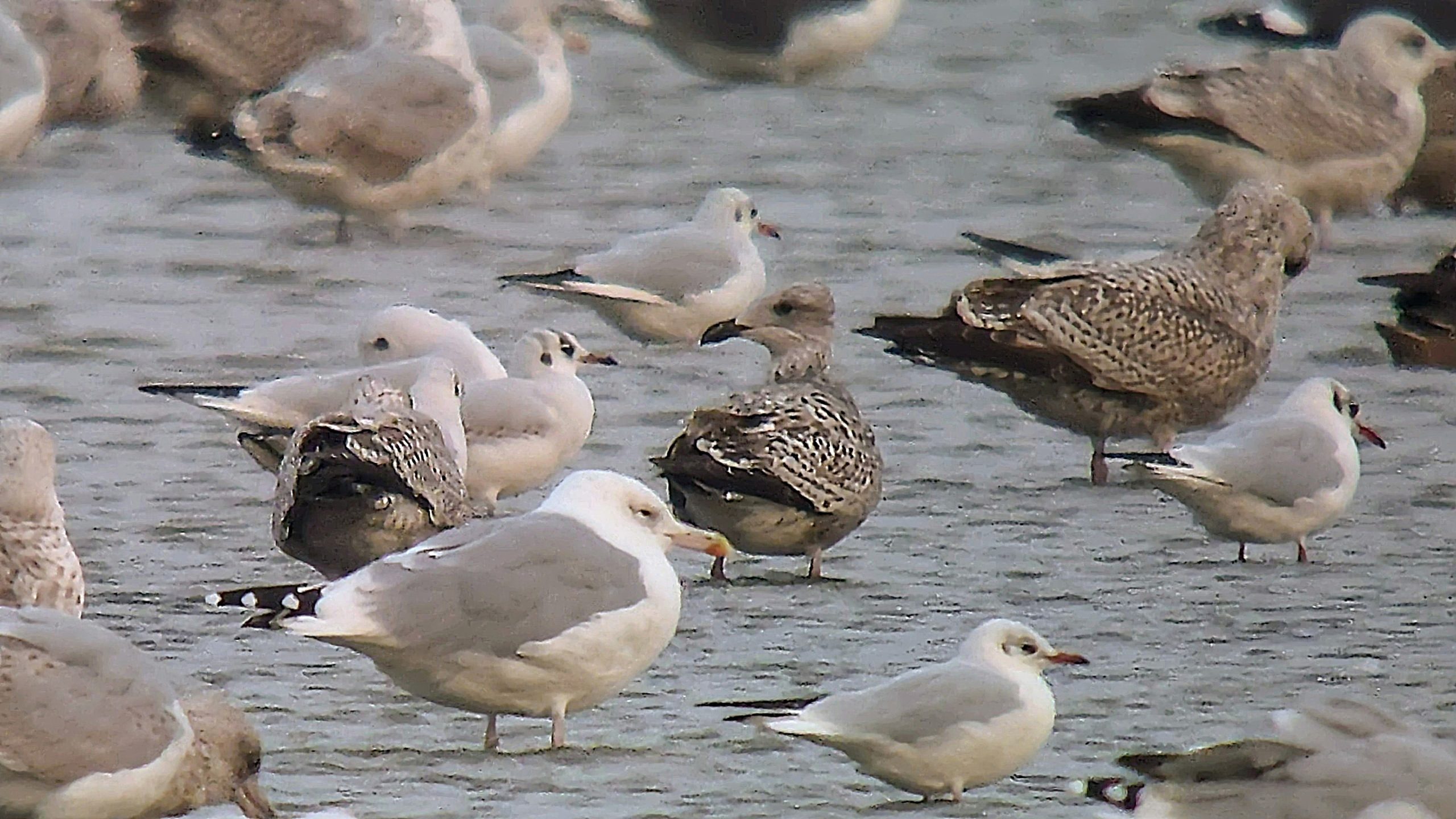 Caspian Gull - 12-10-2026