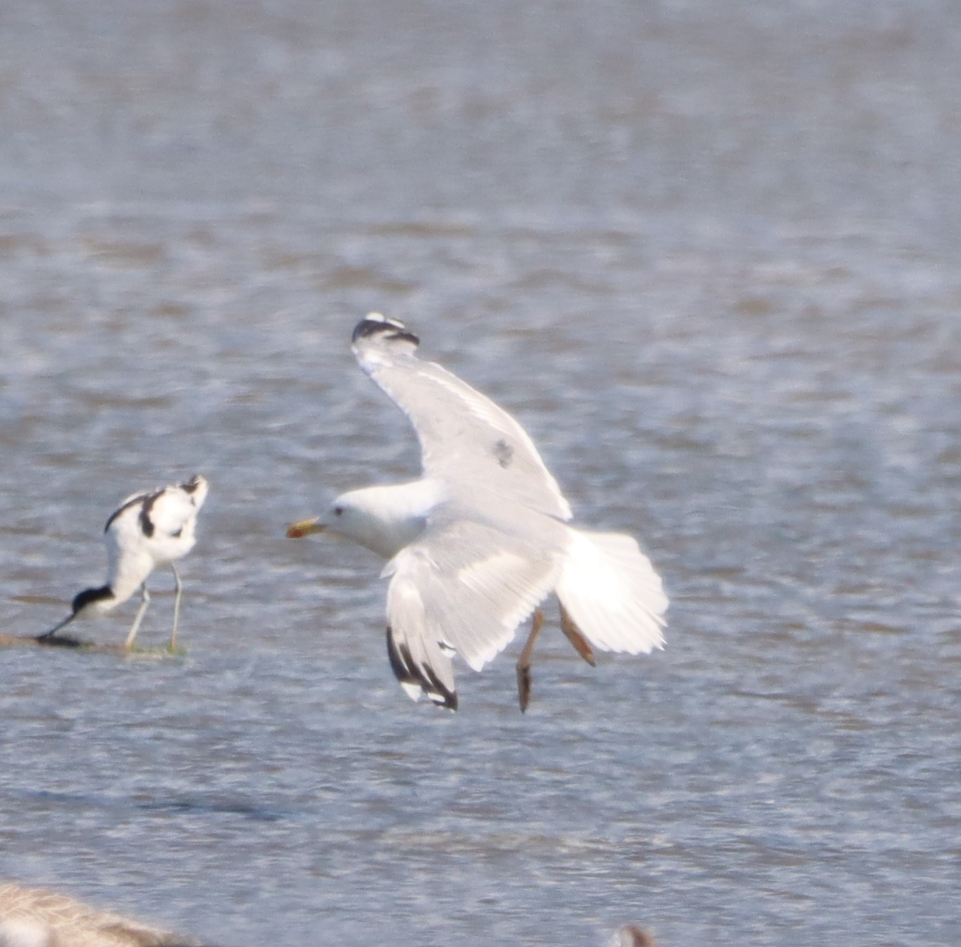 Caspian Gull - 24-07-2023