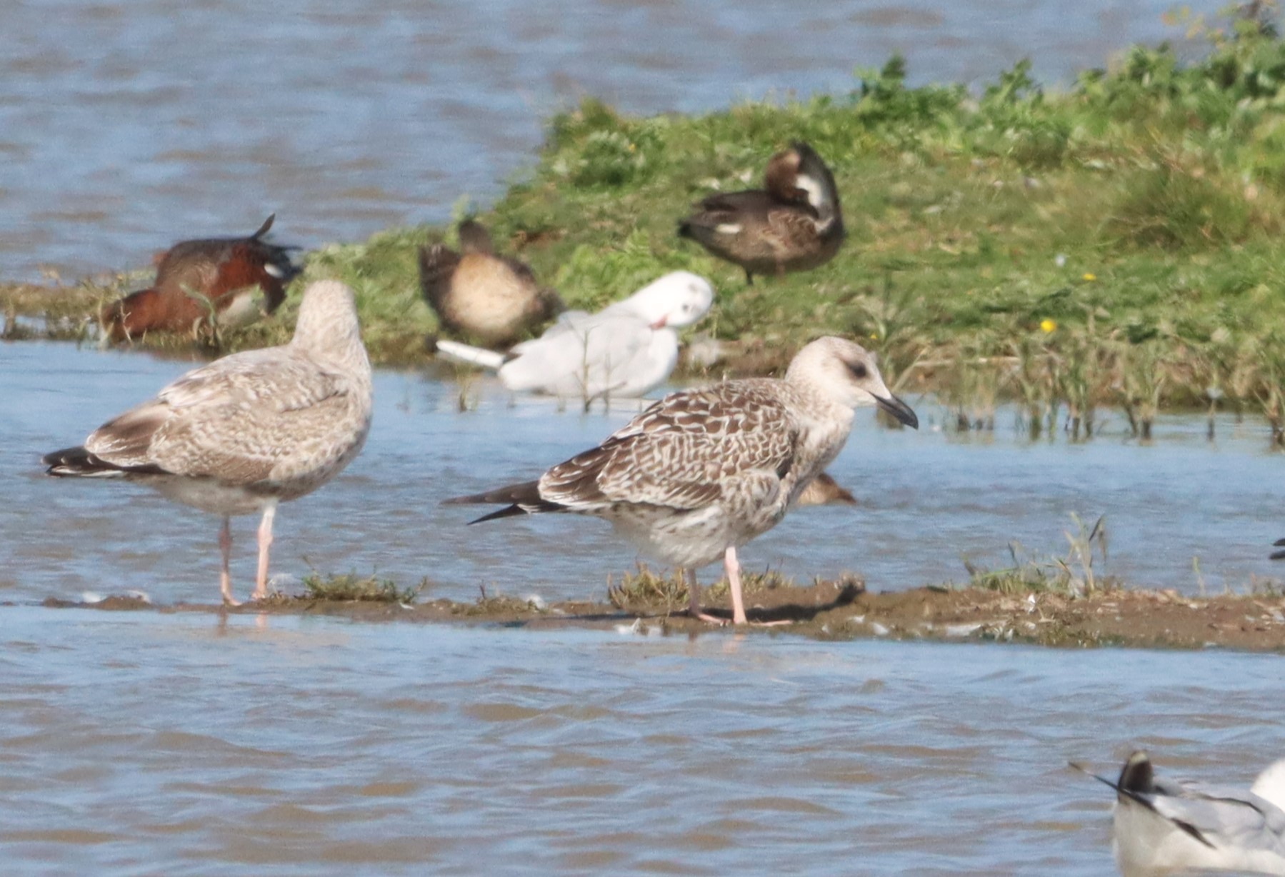 Caspian Gull - 02-09-2022