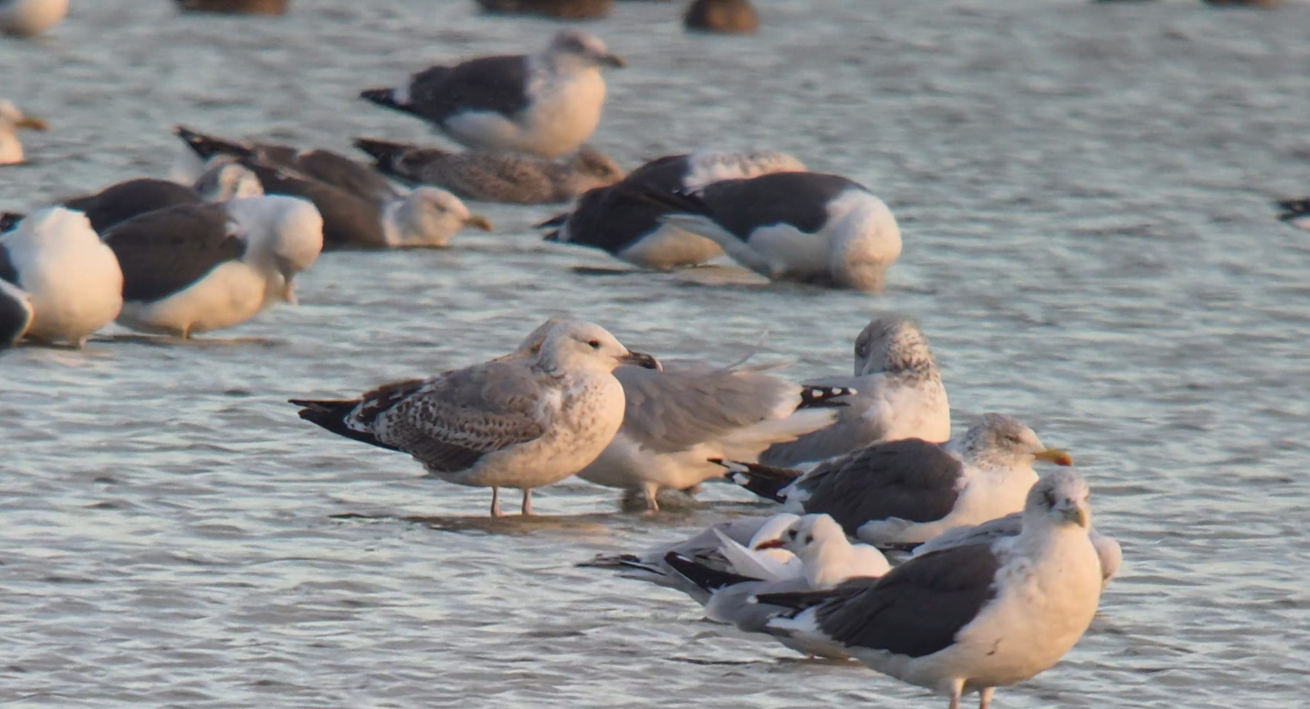 Caspian Gull - 13-10-2026