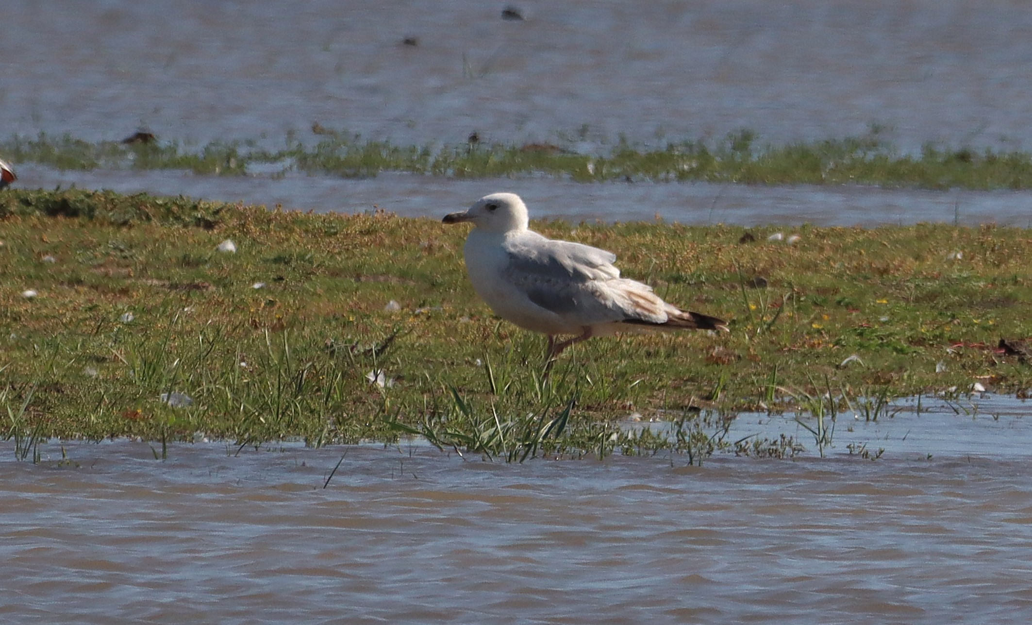 Caspian Gull - 22-06-2025
