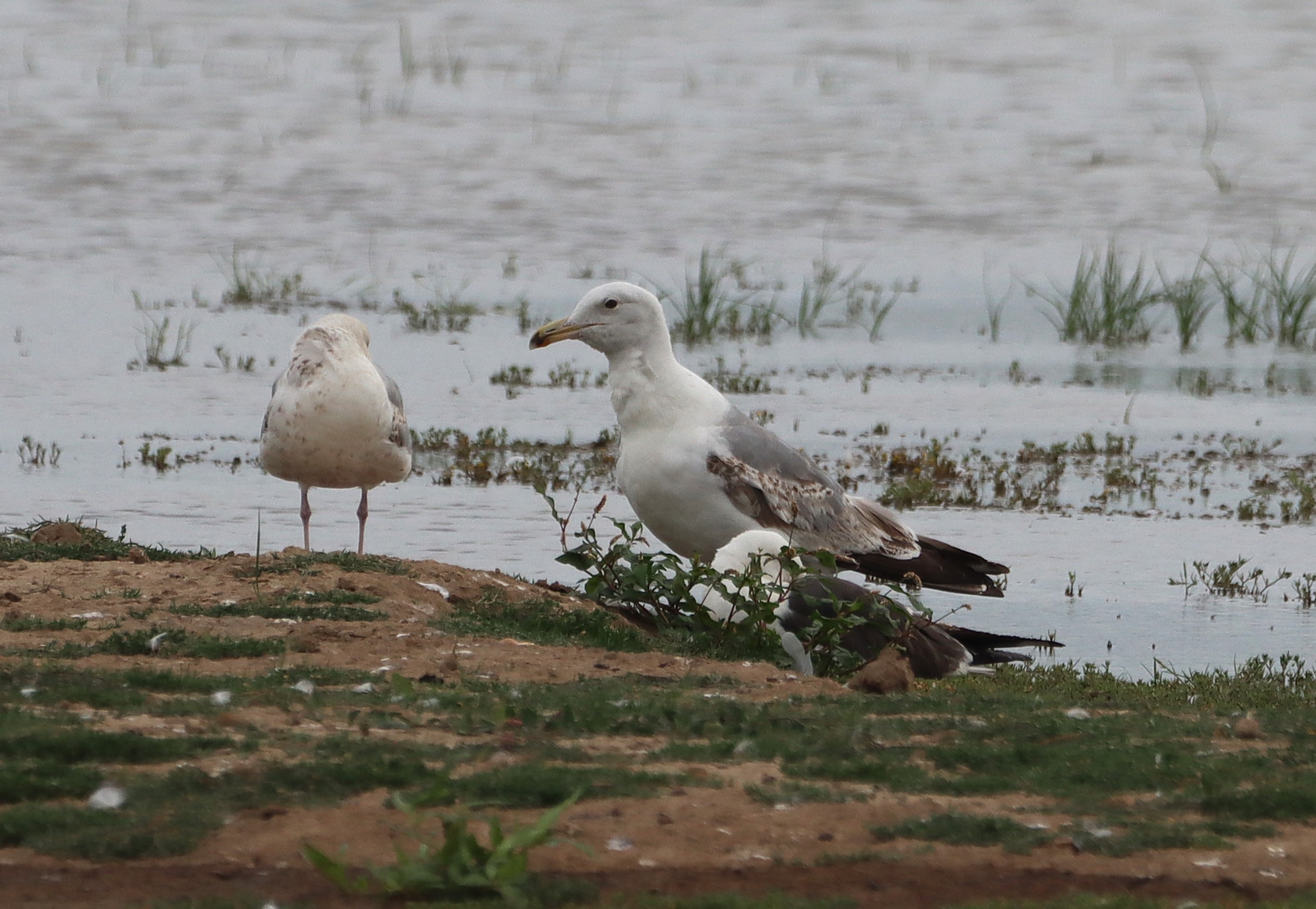 Caspian Gull - 26-06-2025