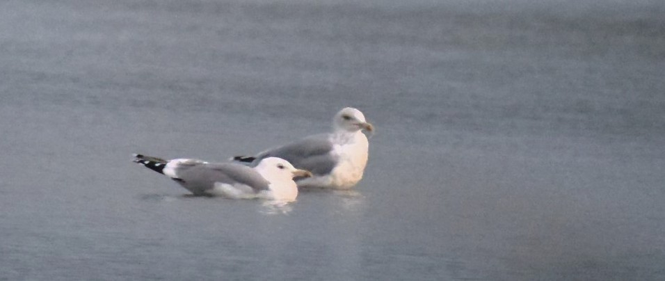 Caspian Gull - 28-10-2026